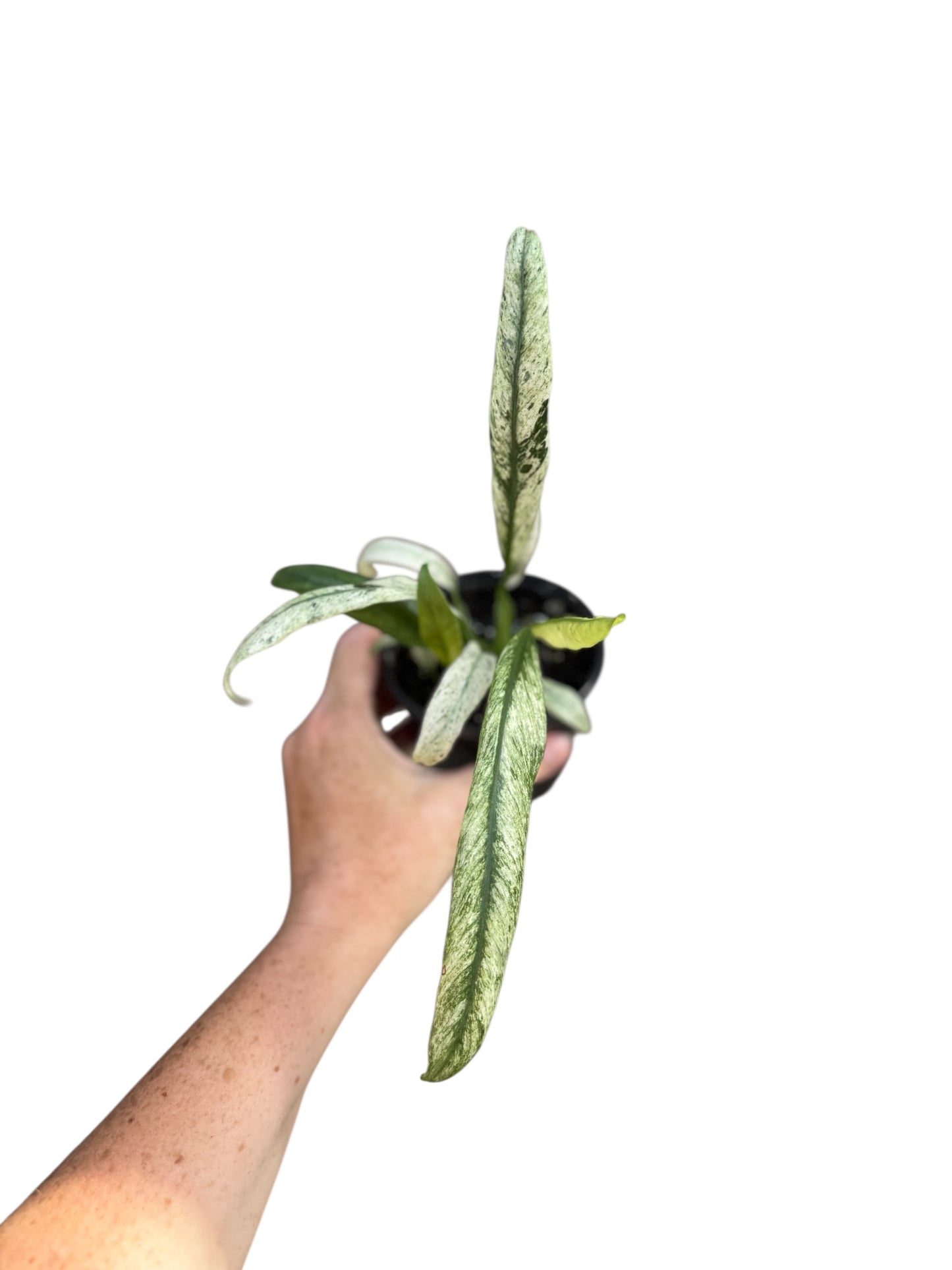 4” Epipremnum Giganteium Marble