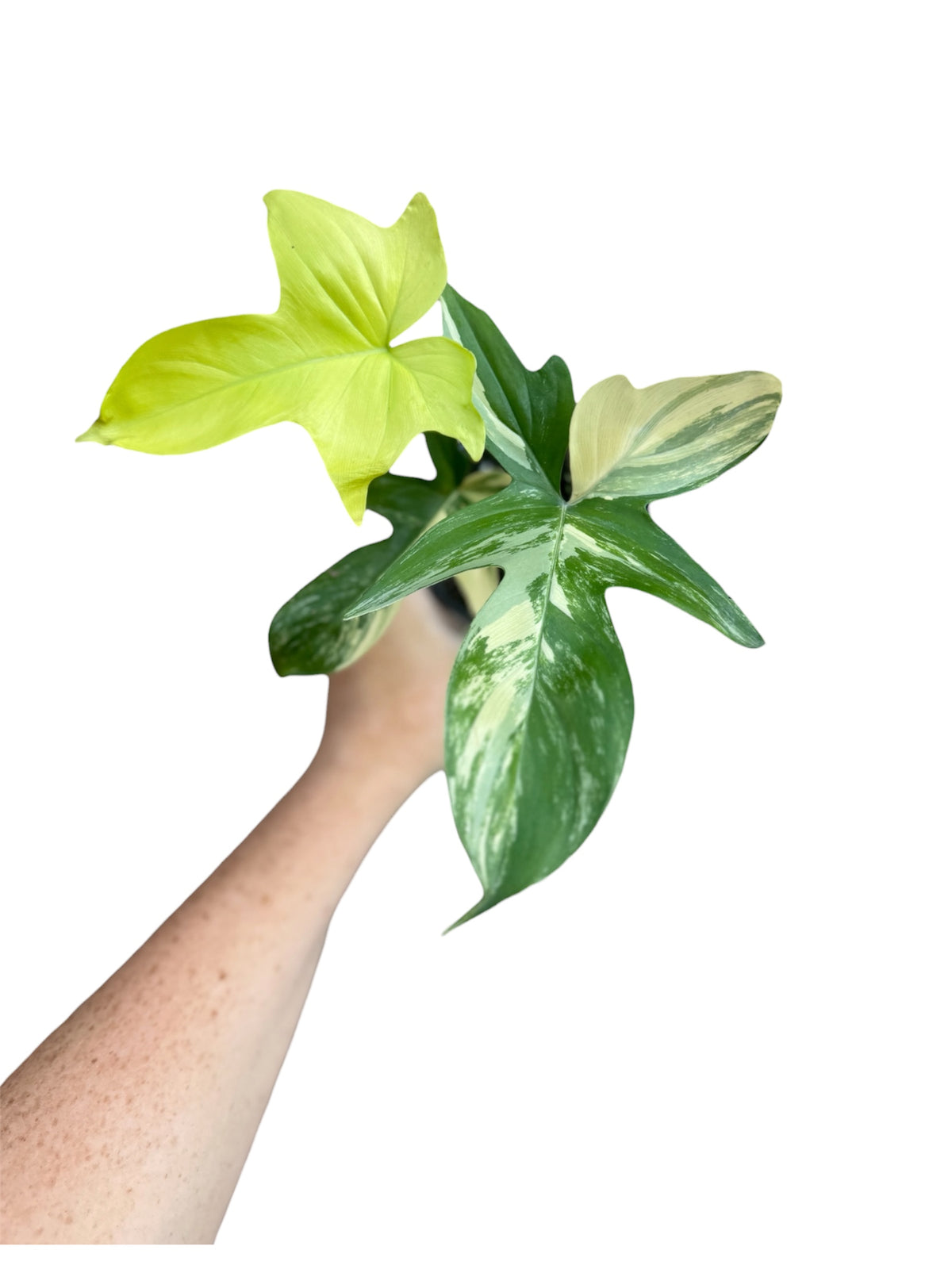 4" Philodendron Florida Beauty