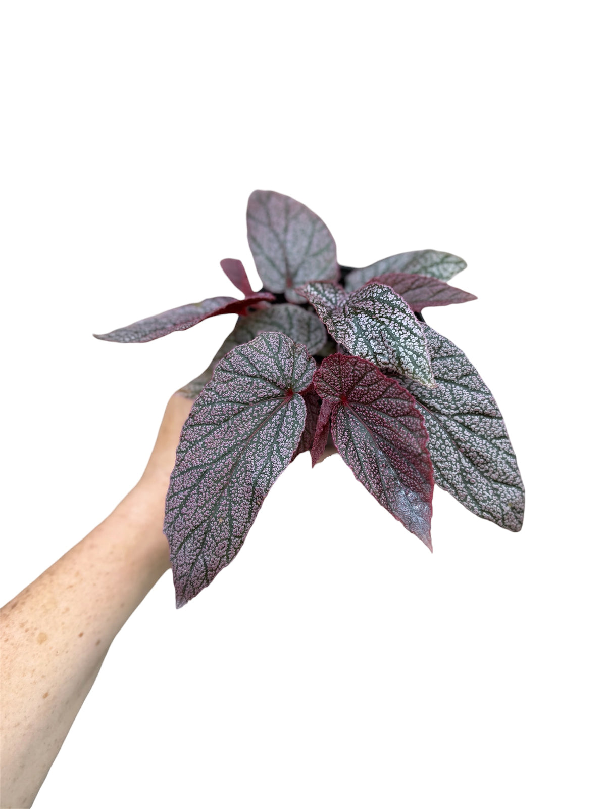 4” Begonia Maurice Amey