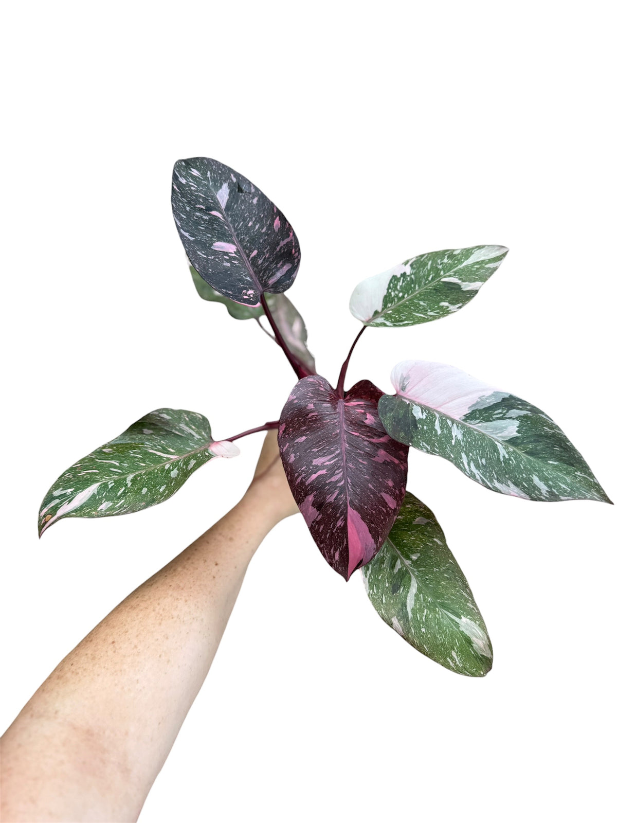 4” Philodendron Pink Niaomi