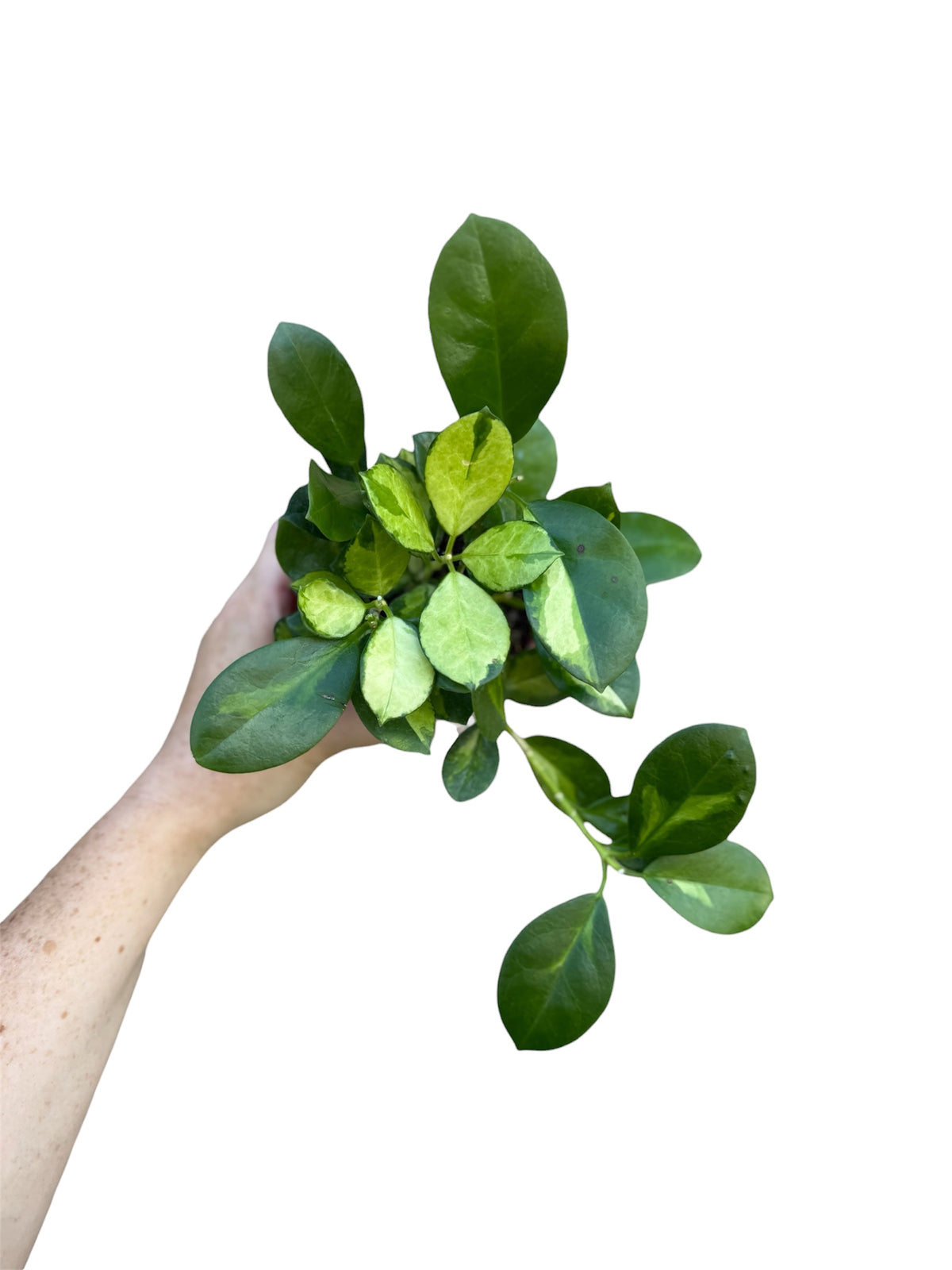 4” Hoya Australis Lisa