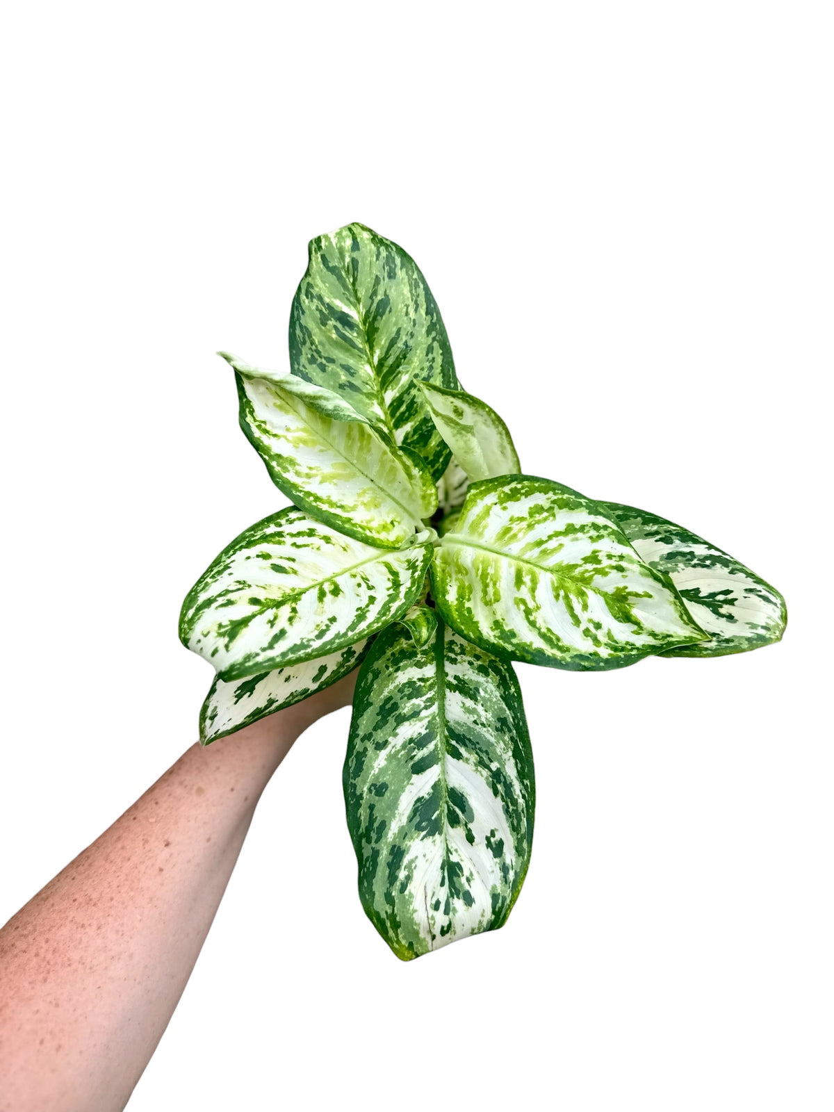 4” Aglaonema White Platinum