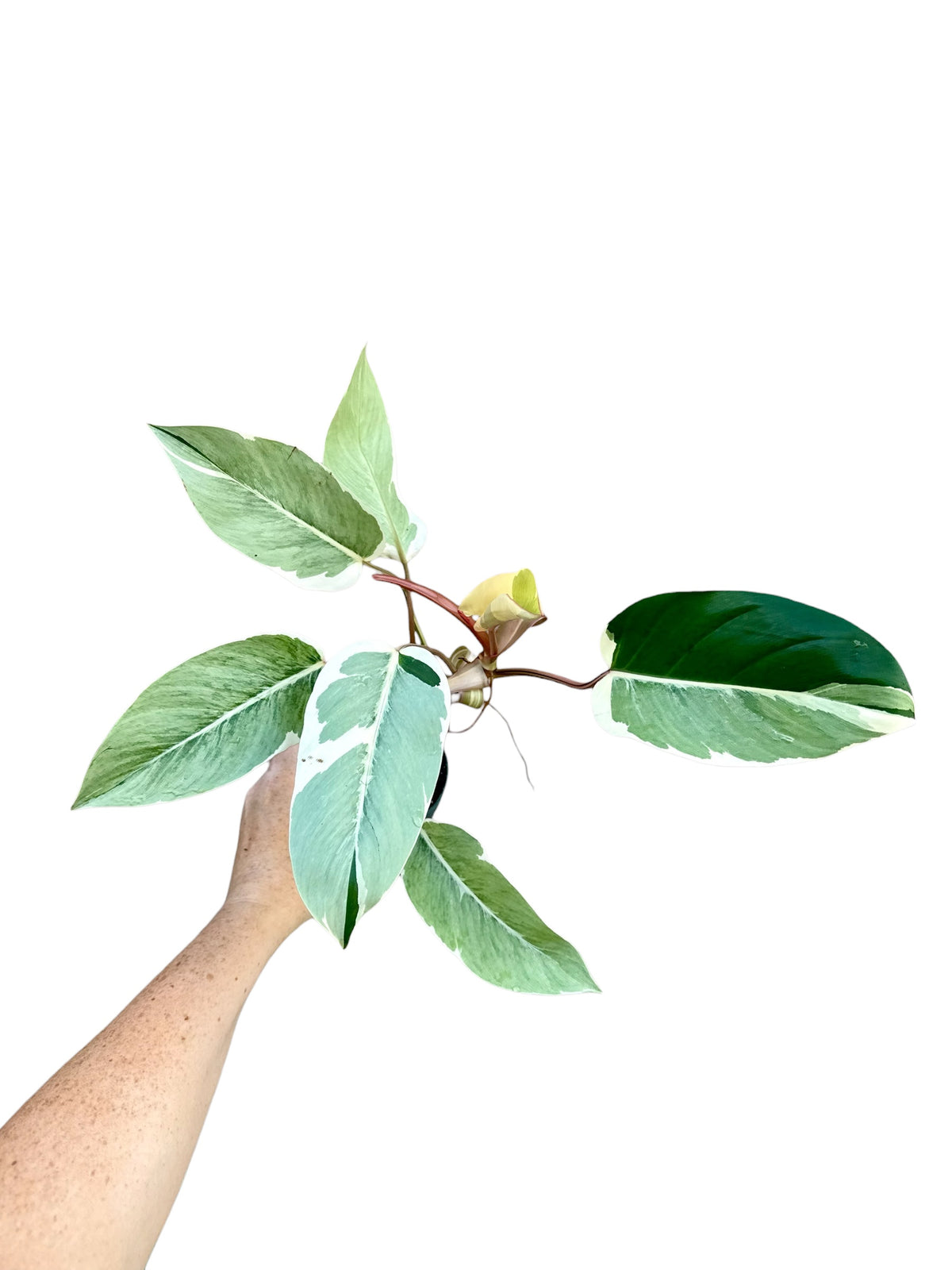 4” Philodendron Shady Lady