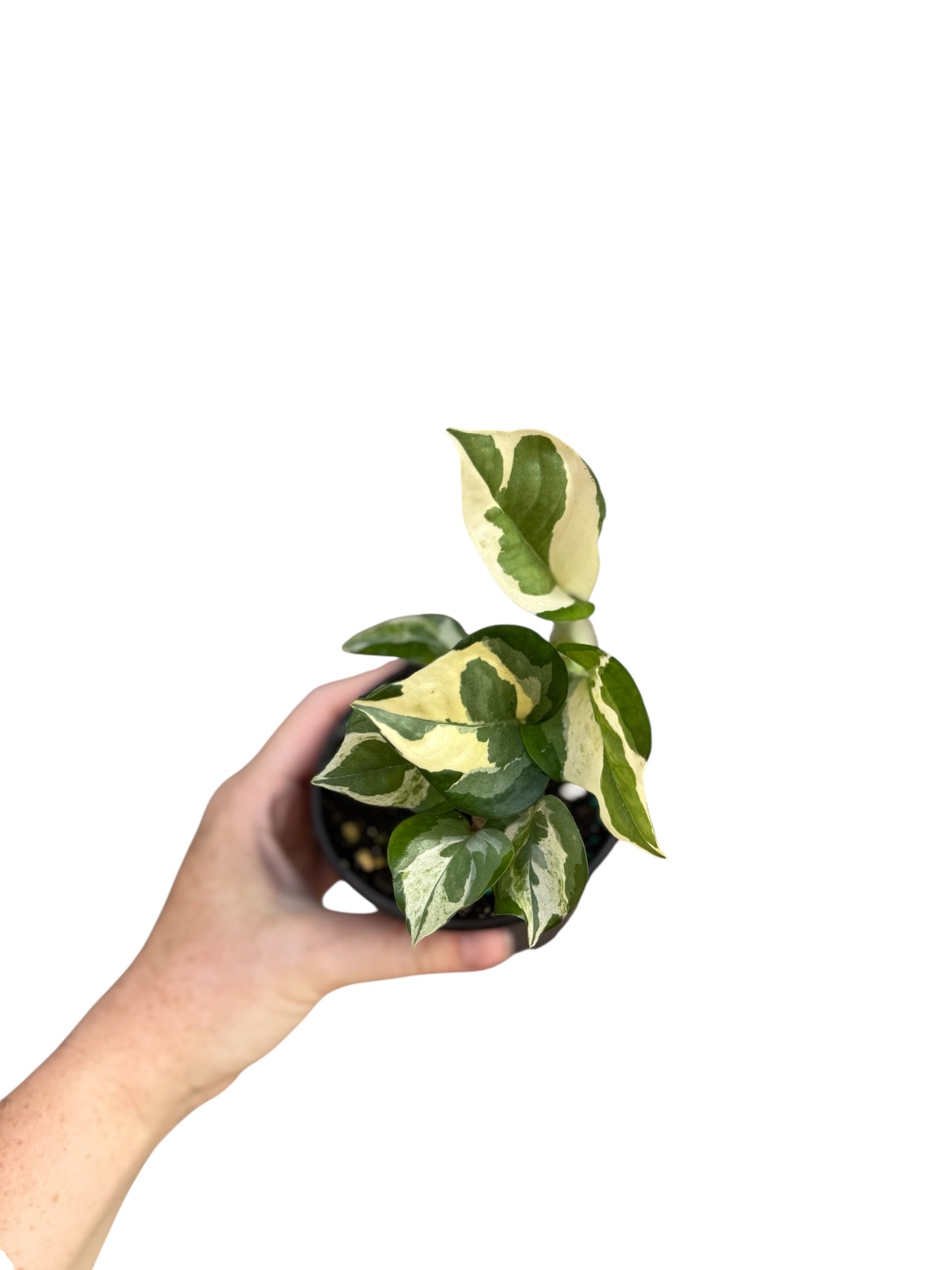 4” Epipremnum Glacier