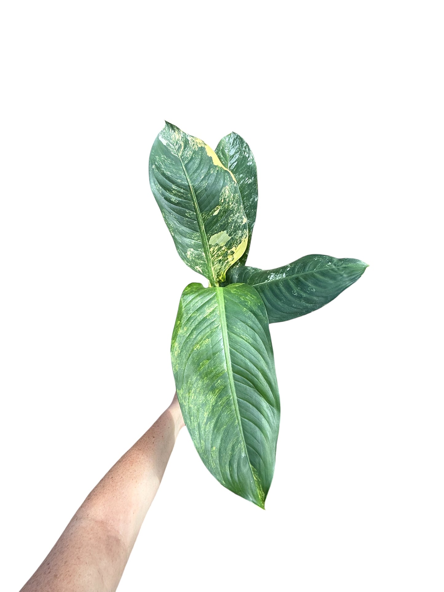 6” Dieffenbachia Variegated