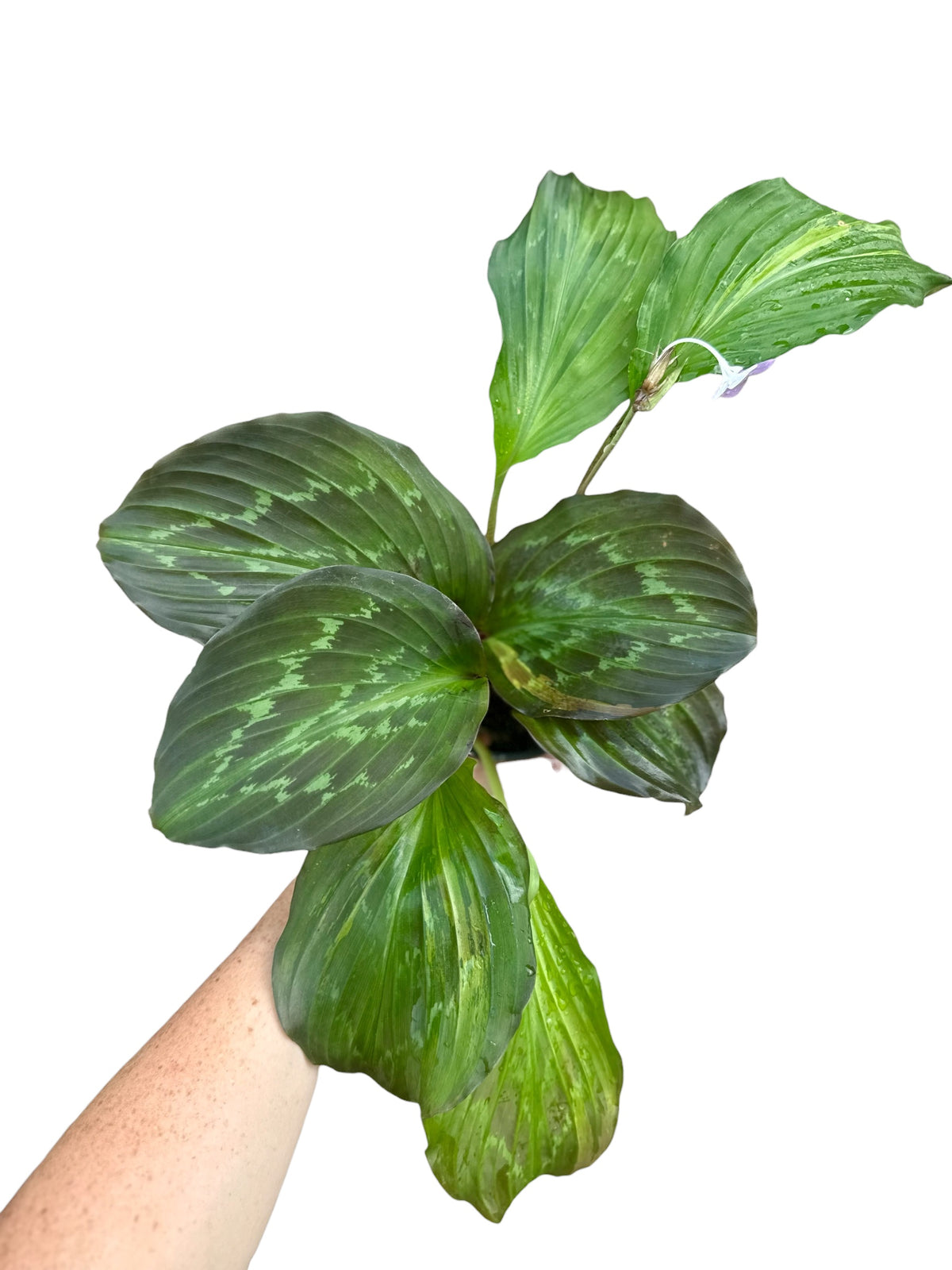 4” Kaempferia Green Snow