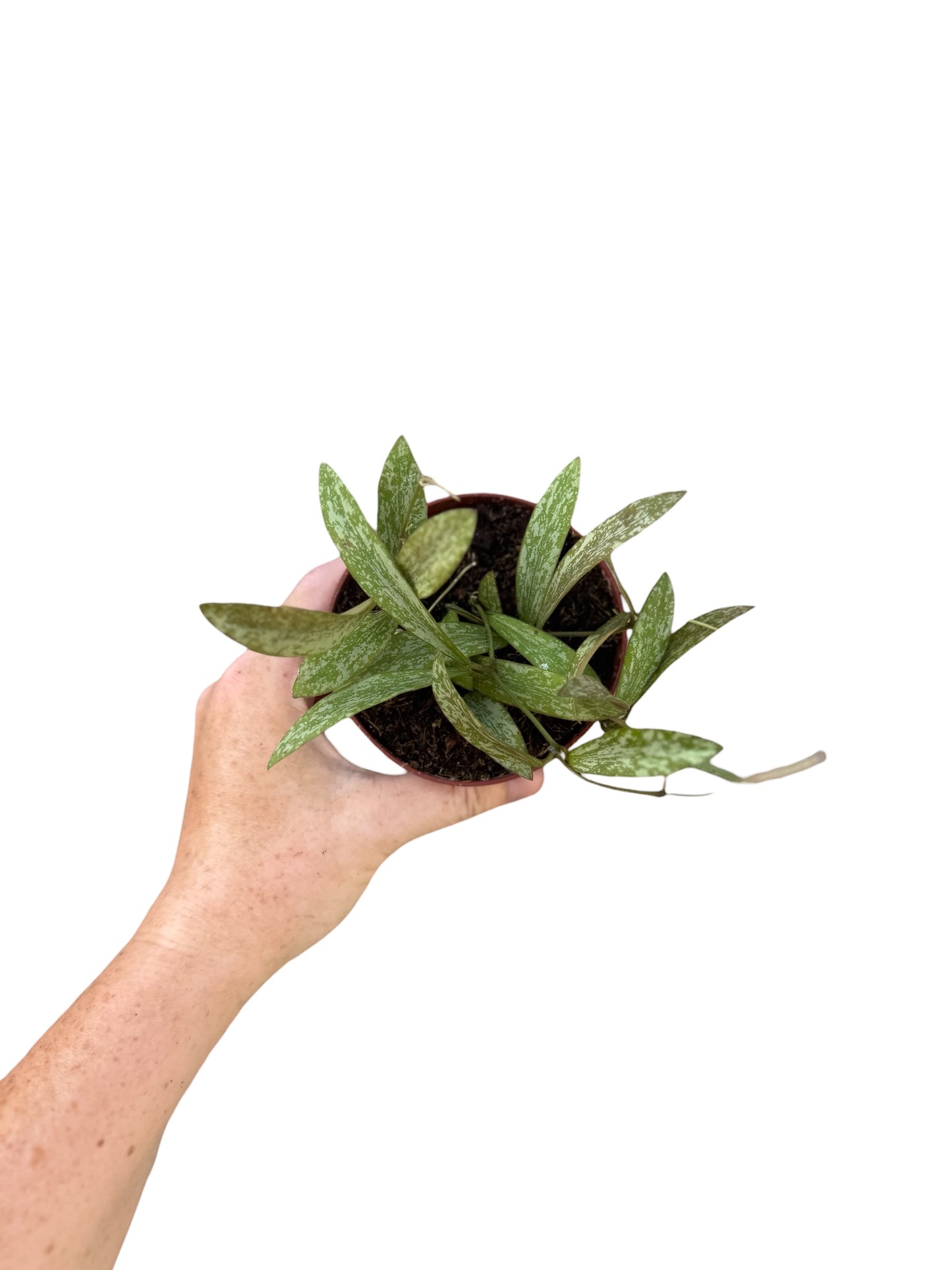 4” Hoya Sigillatis
