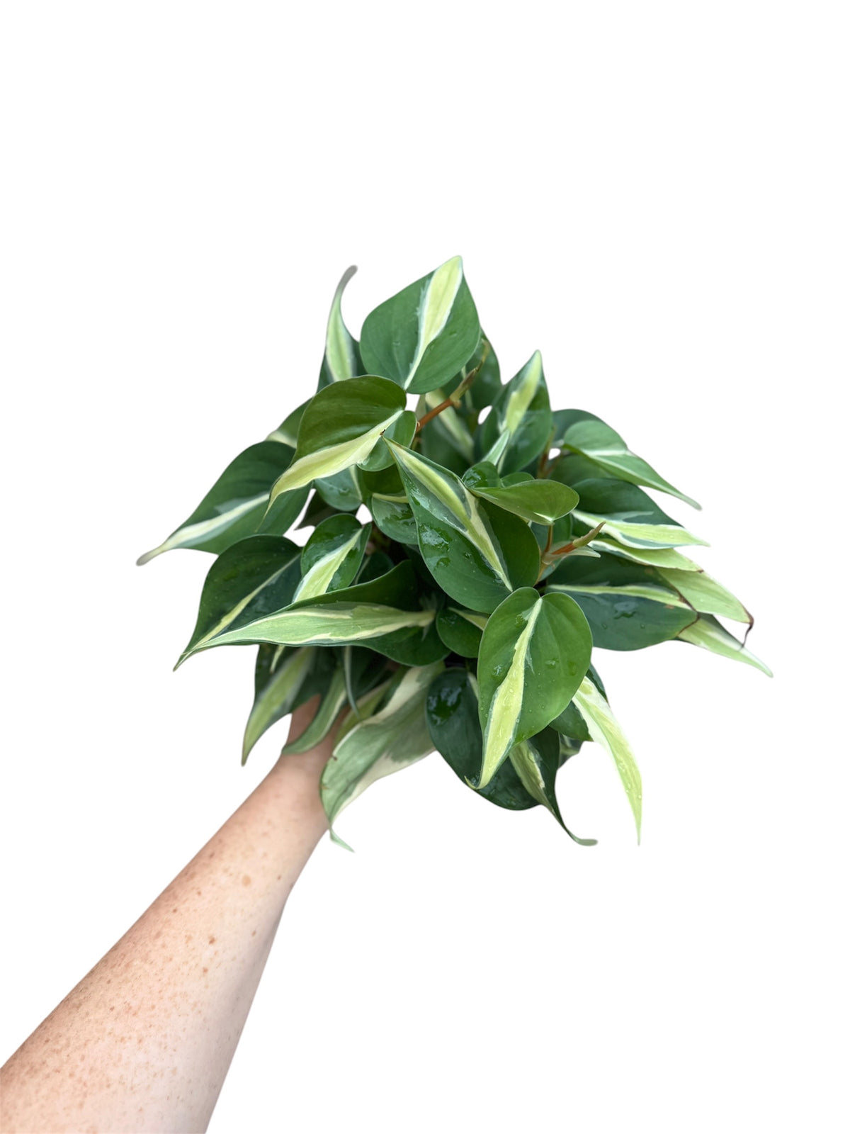 4” Philodendron Silver Stripe