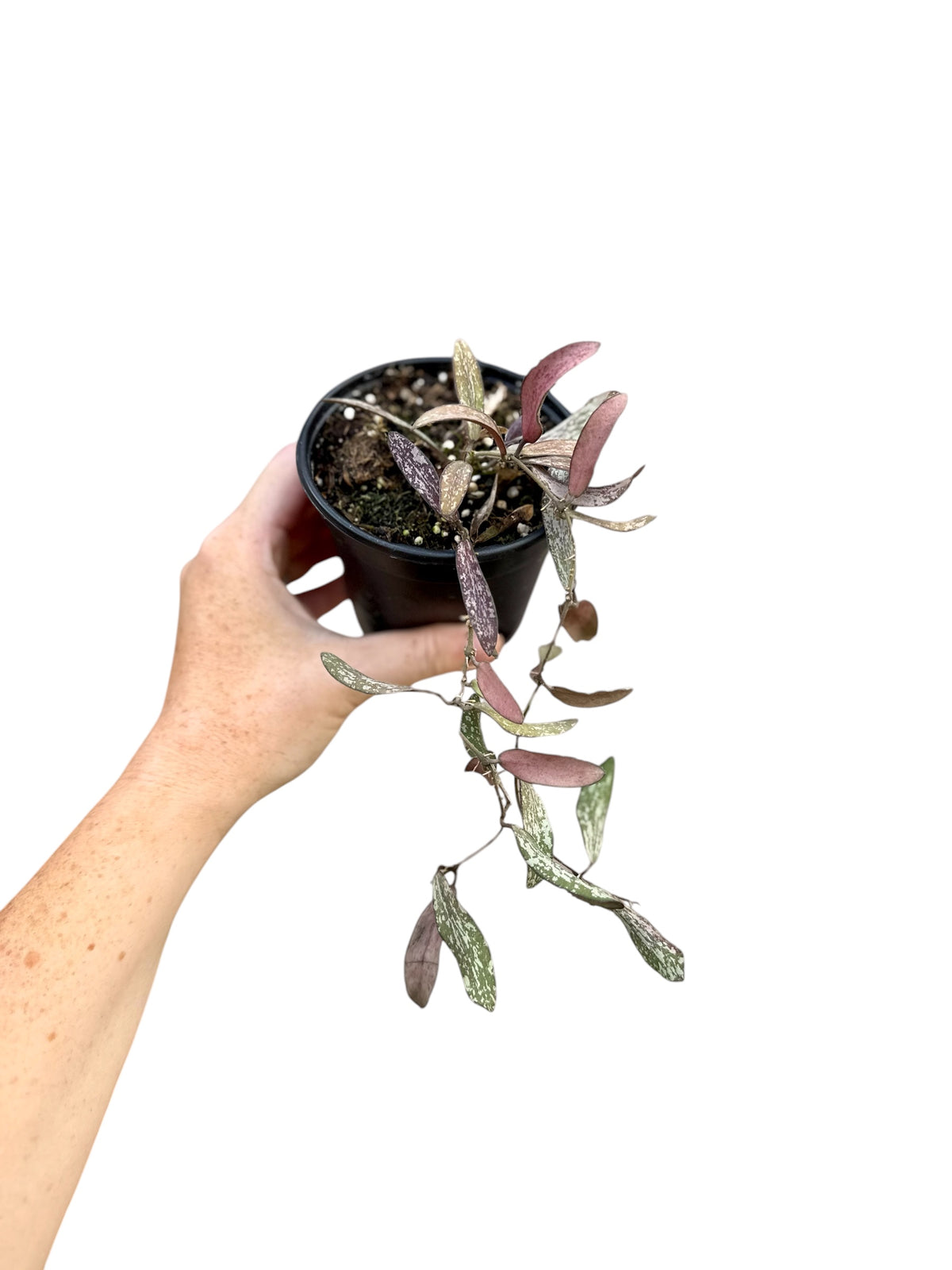 4" Hoya Sigillatis