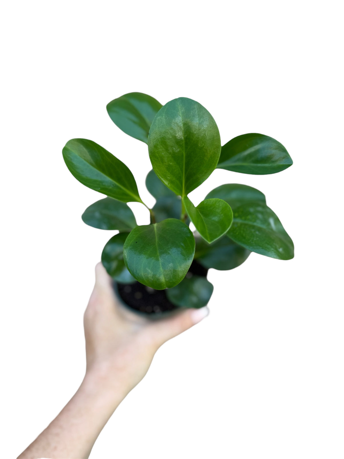 4” Peperomia Obtusifolia