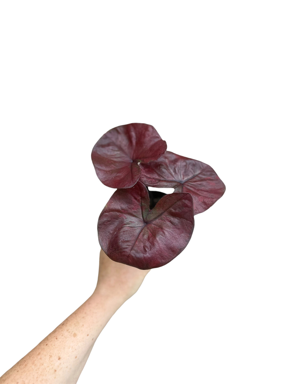 4” Caladium