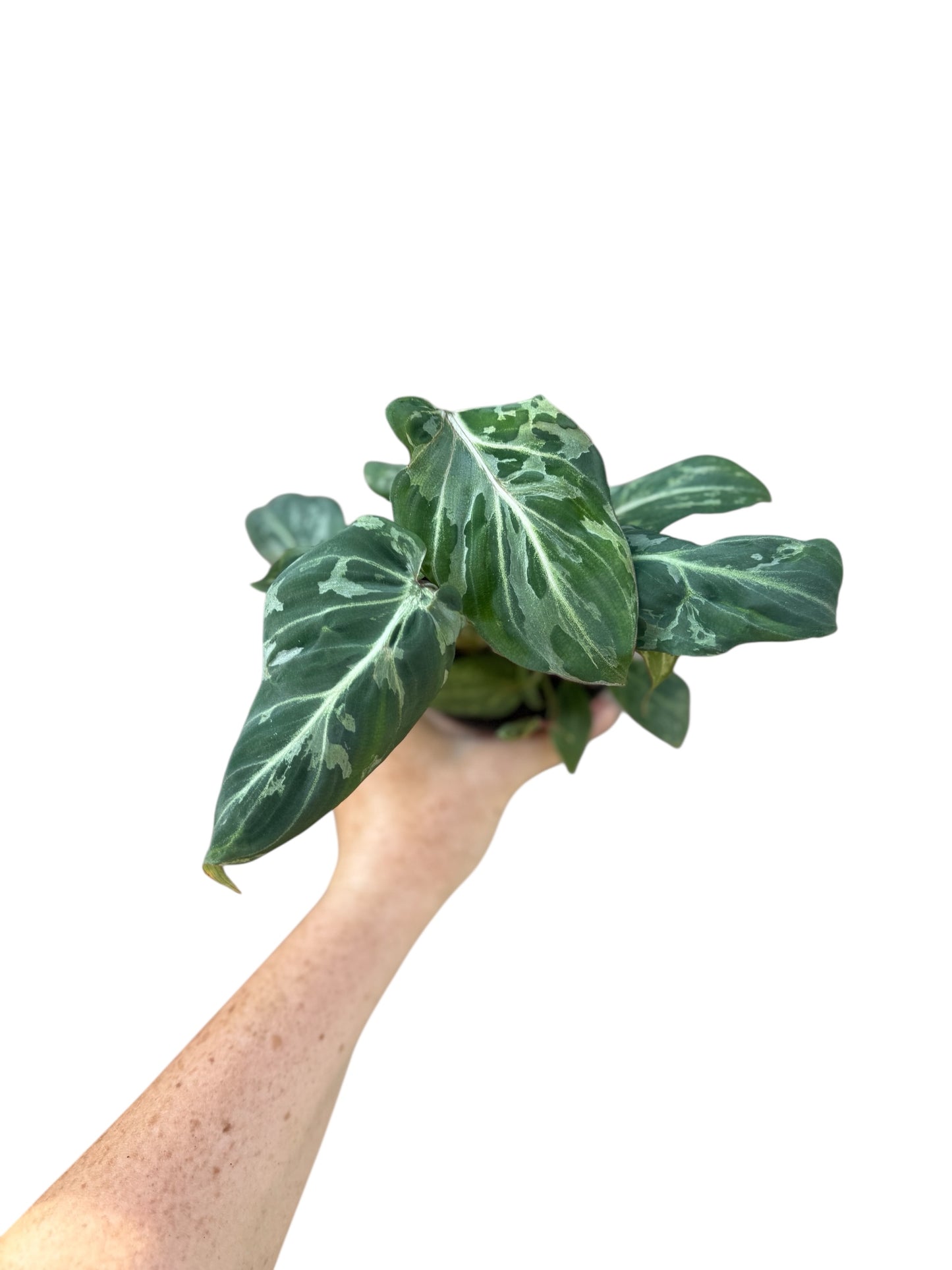 4” Philodendron Snow Leopard