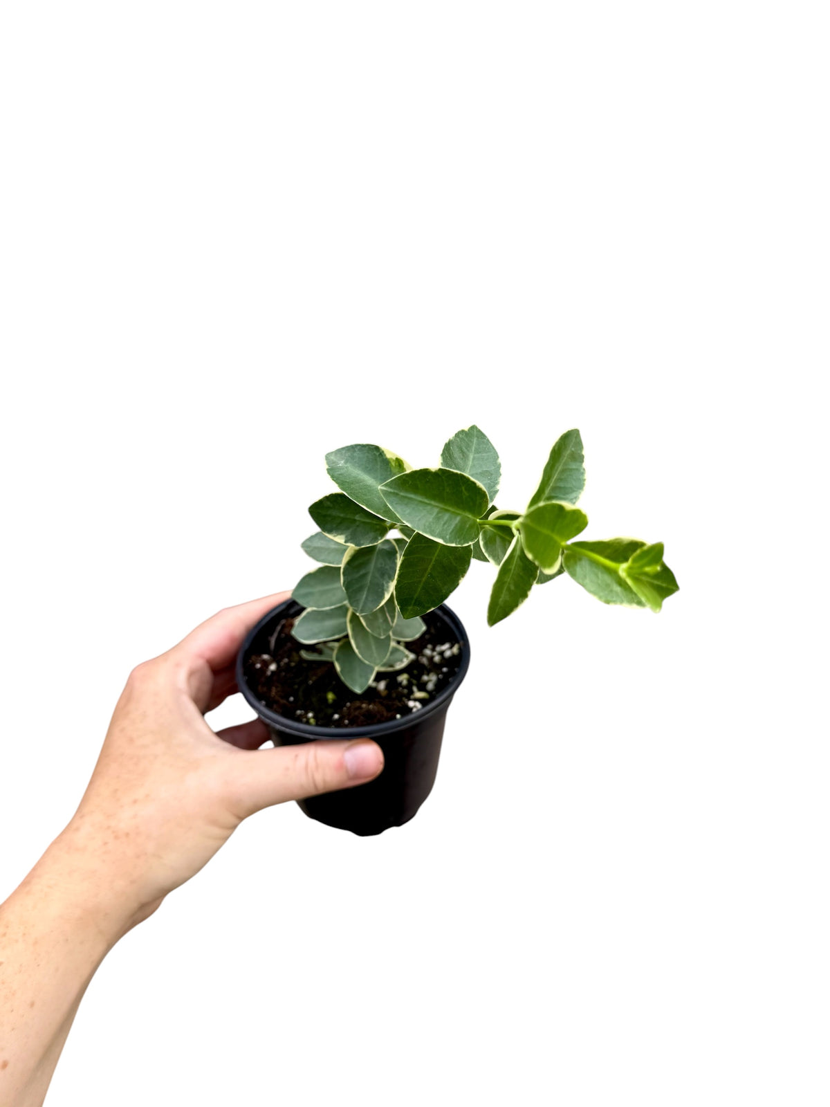 4" Hoya Cumingiana Albo