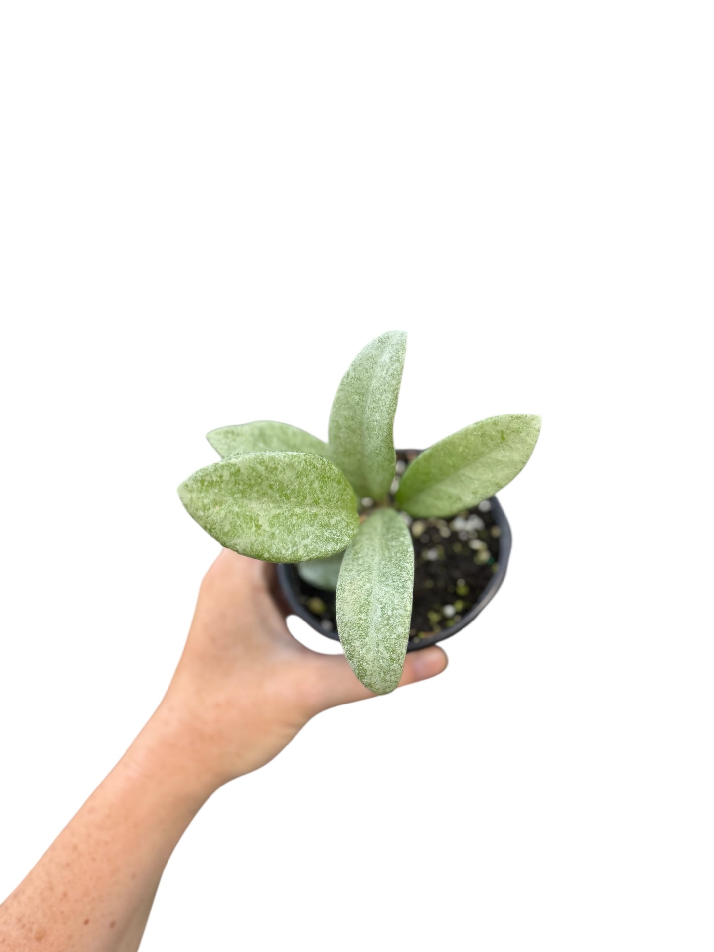 4” Hoya Nova Ghost