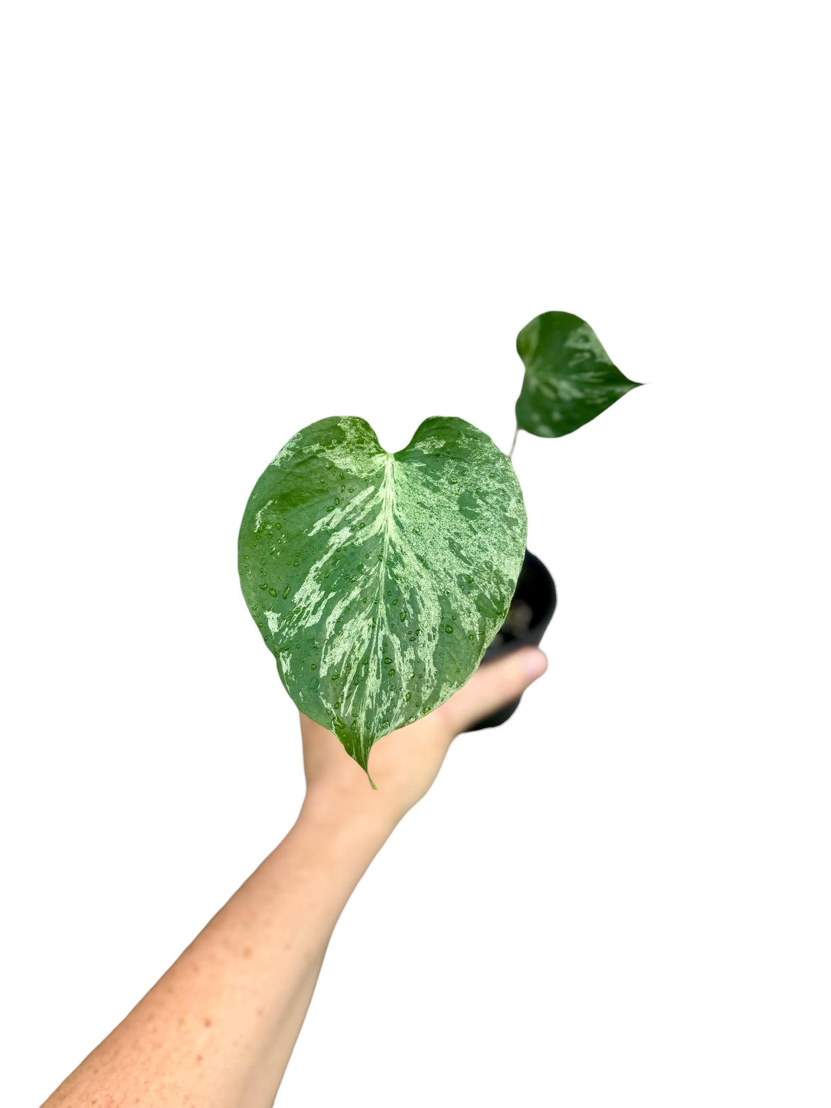 4” Monstera Bulbasaur