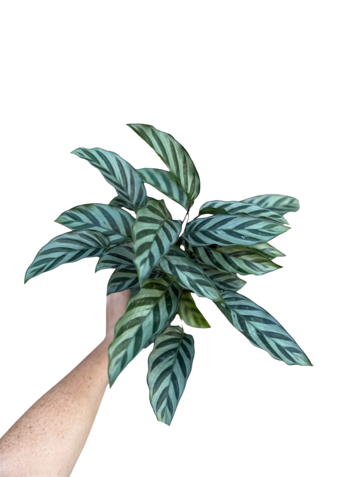 4” Calathea Freddie