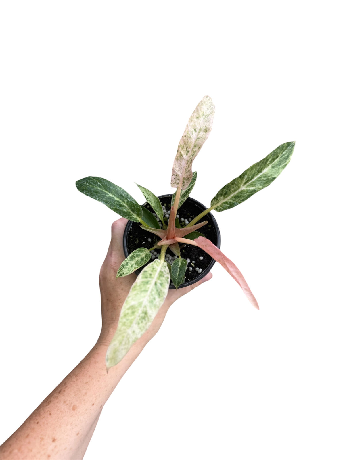 4” Philodendron Strawberry Caramel Marble