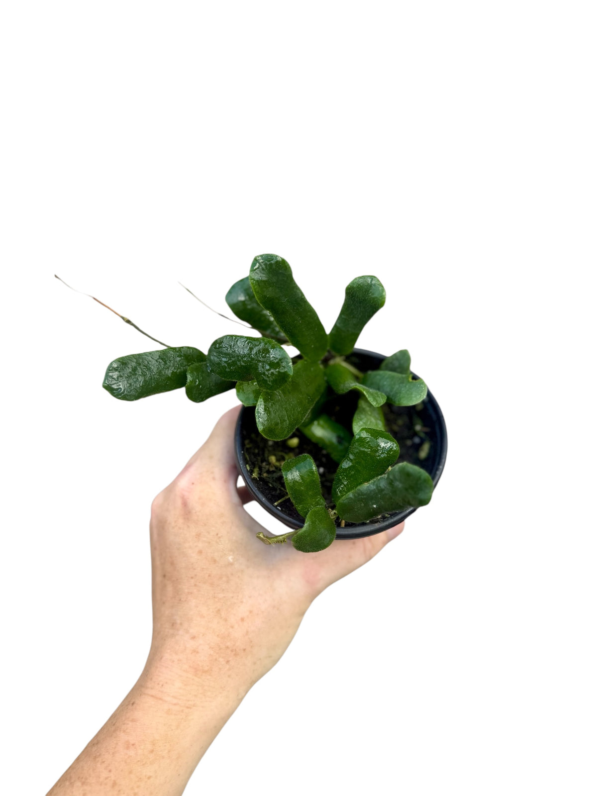4” Hoya Rotundiflora