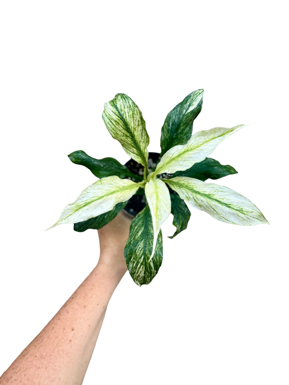 4” Spathiphyllum Sensation Mint