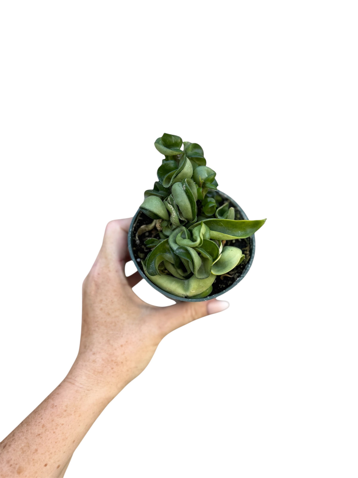4” Hoya Compacta