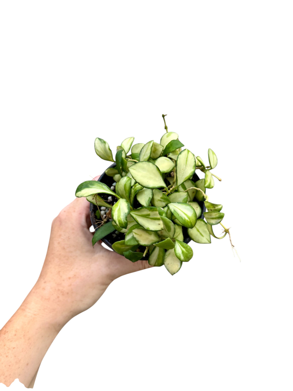 4" Hoya Heuschkeliana Variegated