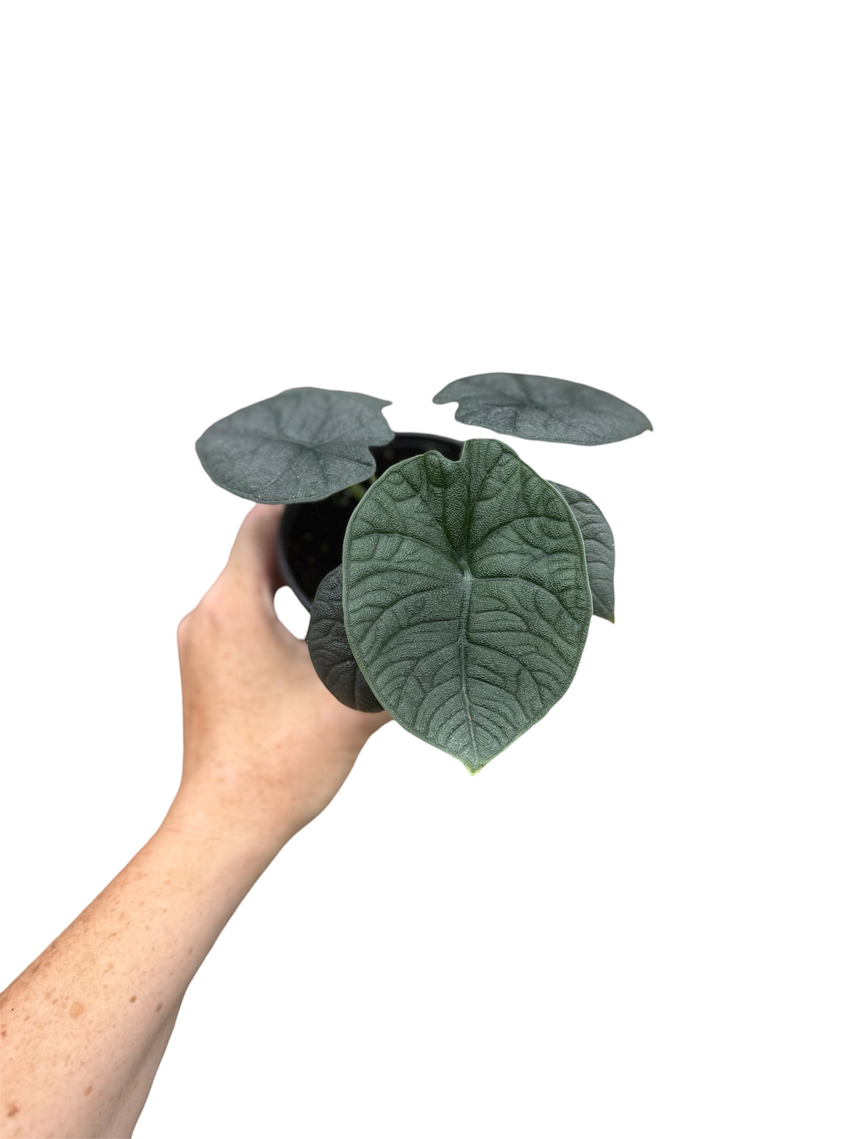 4” Alocasia Hami Melo