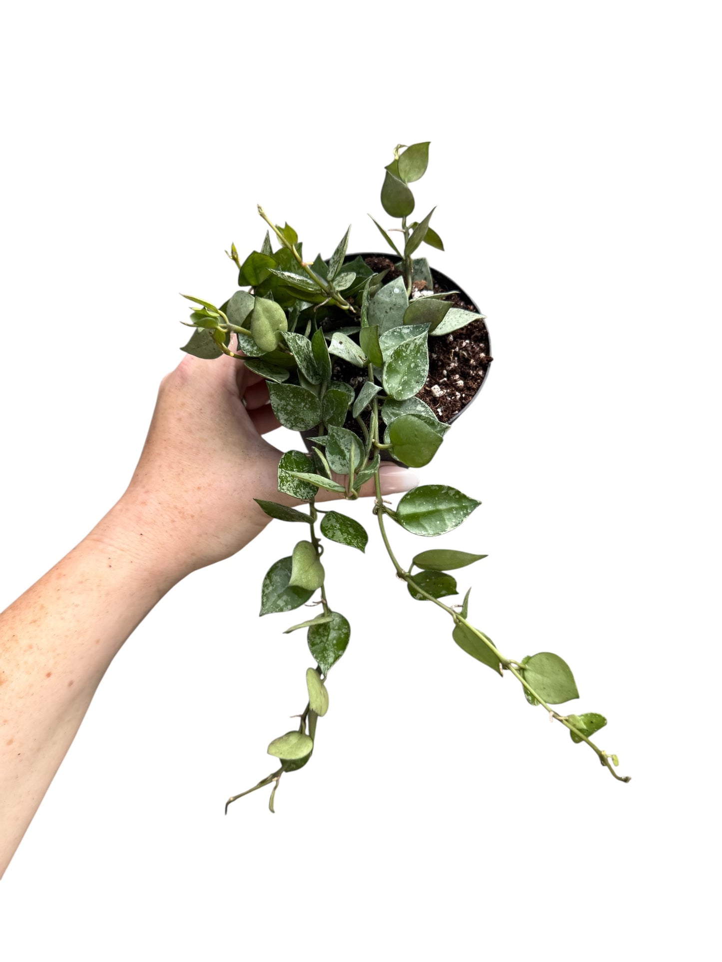 4” Hoya Krohniana ‘Super Silver’