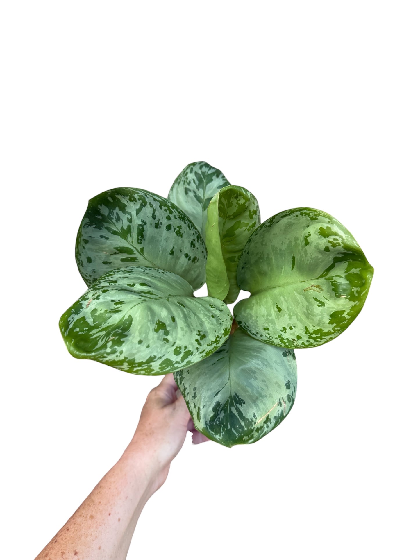 4” Aglaonema Seafoam Woody