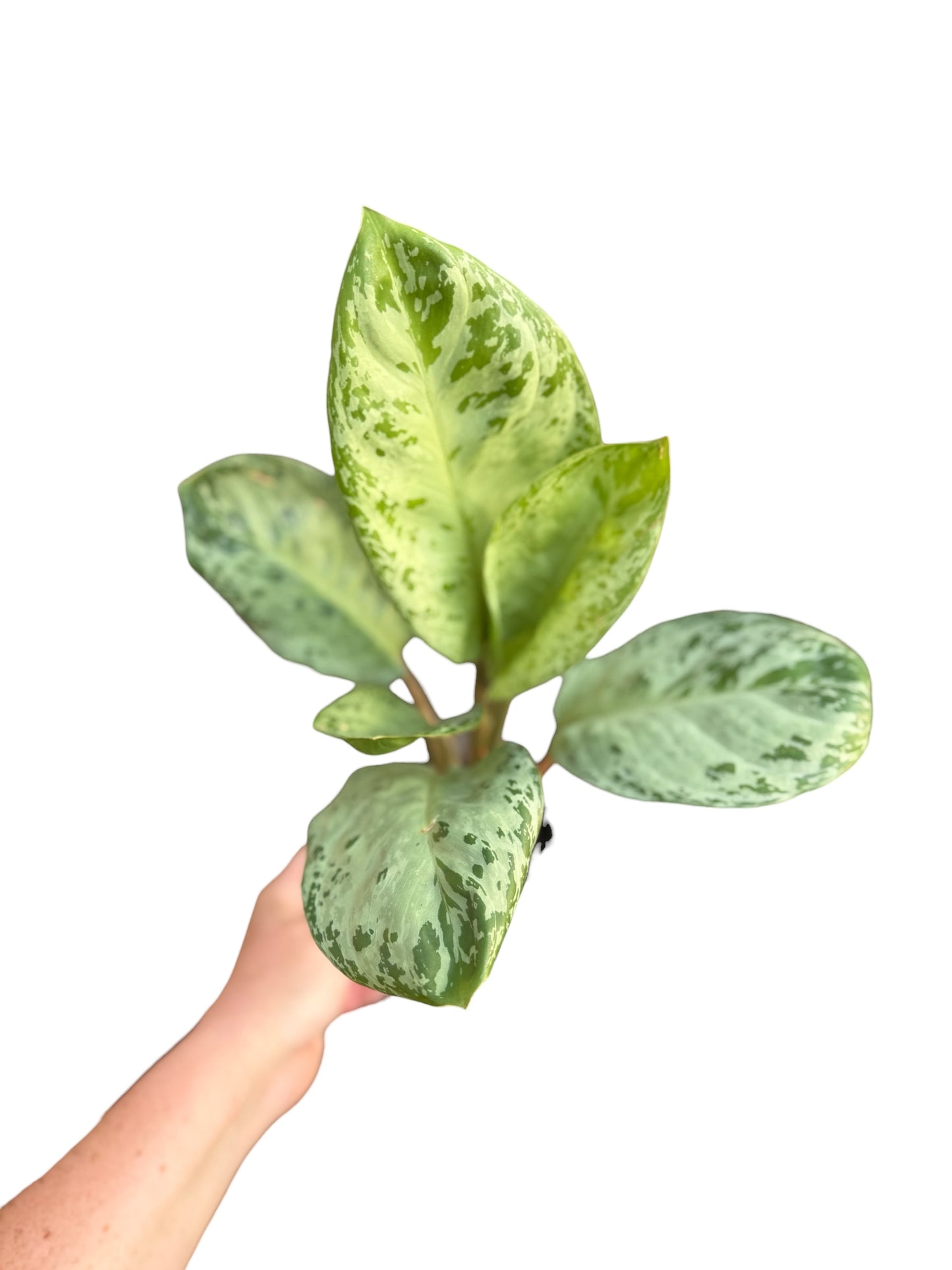 4” Aglaonema Seafoam Woody