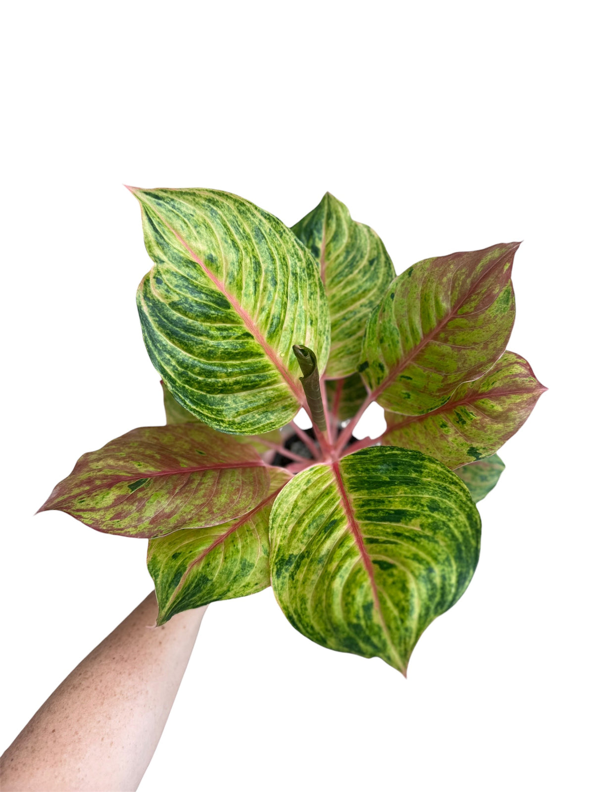 4” Agalonema Joulie