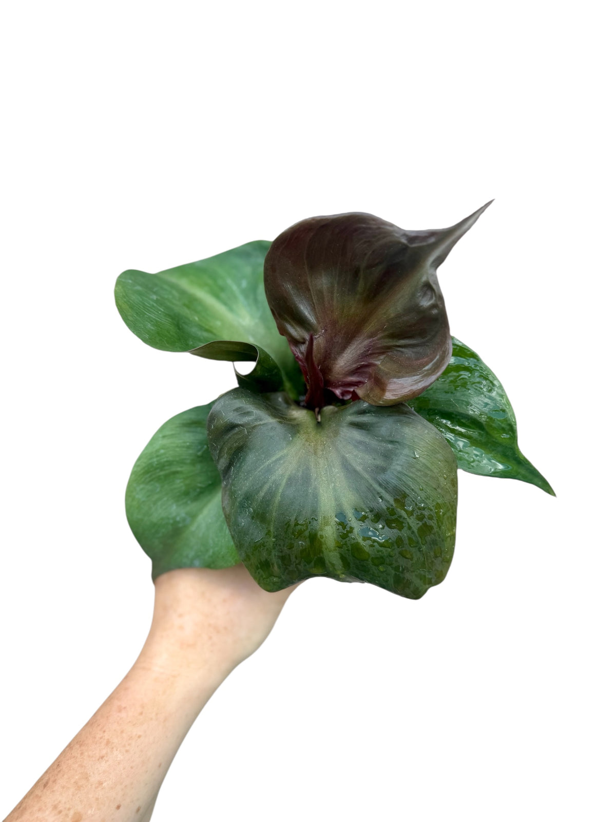 4” Philodendron Red Heart