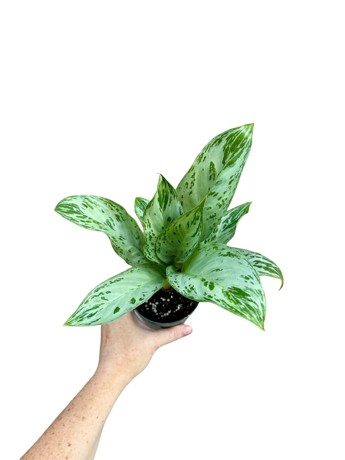4" Aglaonema Donatello