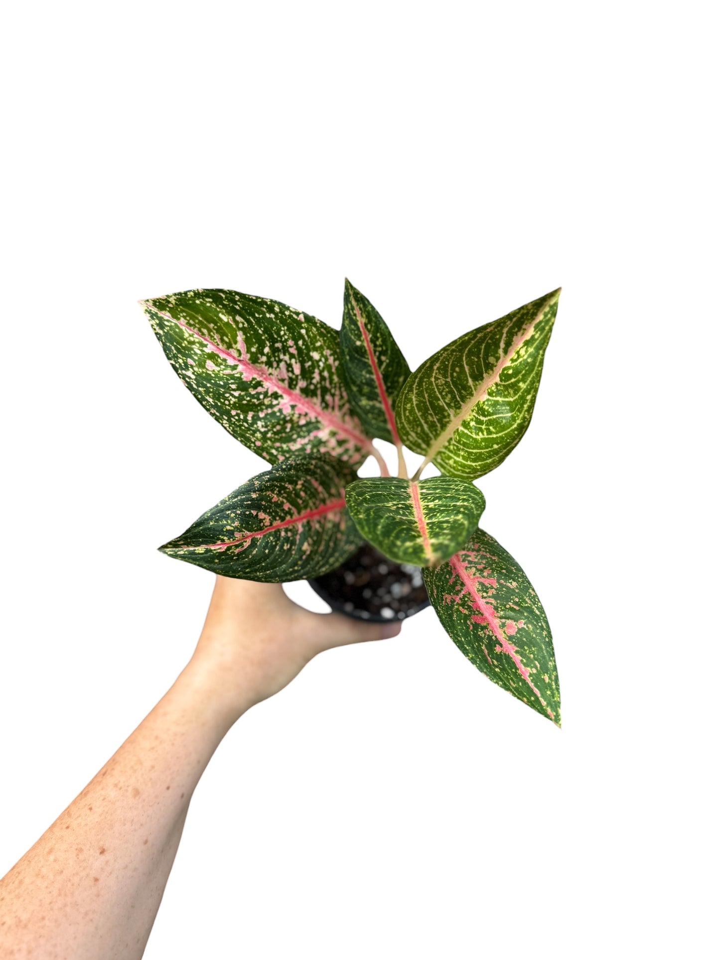 4” Aglaonema Black Legacy
