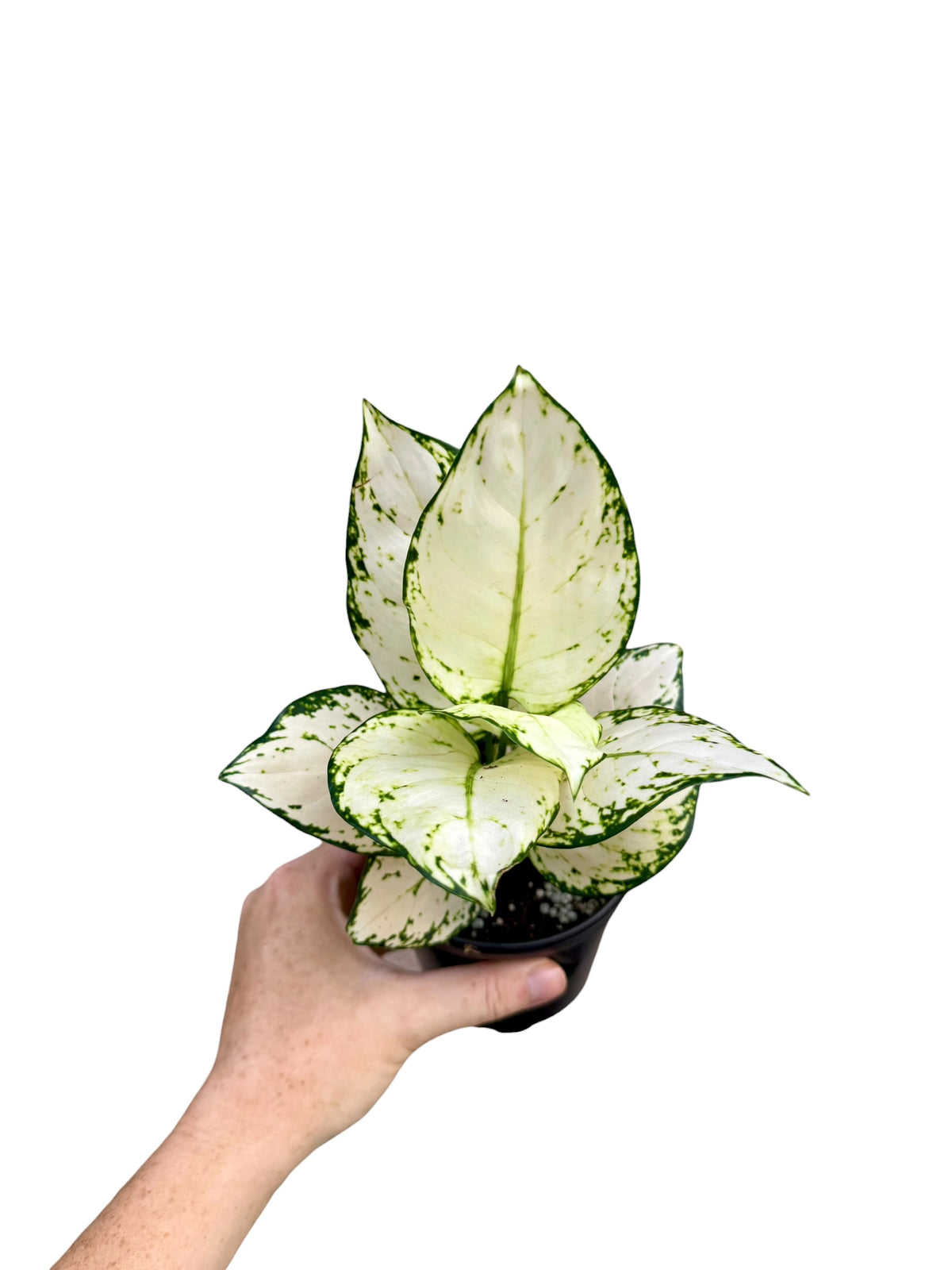 4" Aglaonema Super White