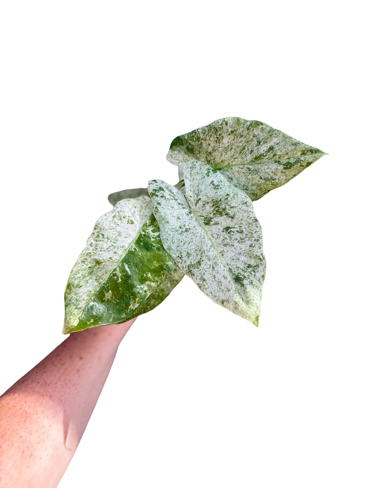4” Alocasia Odora Batik