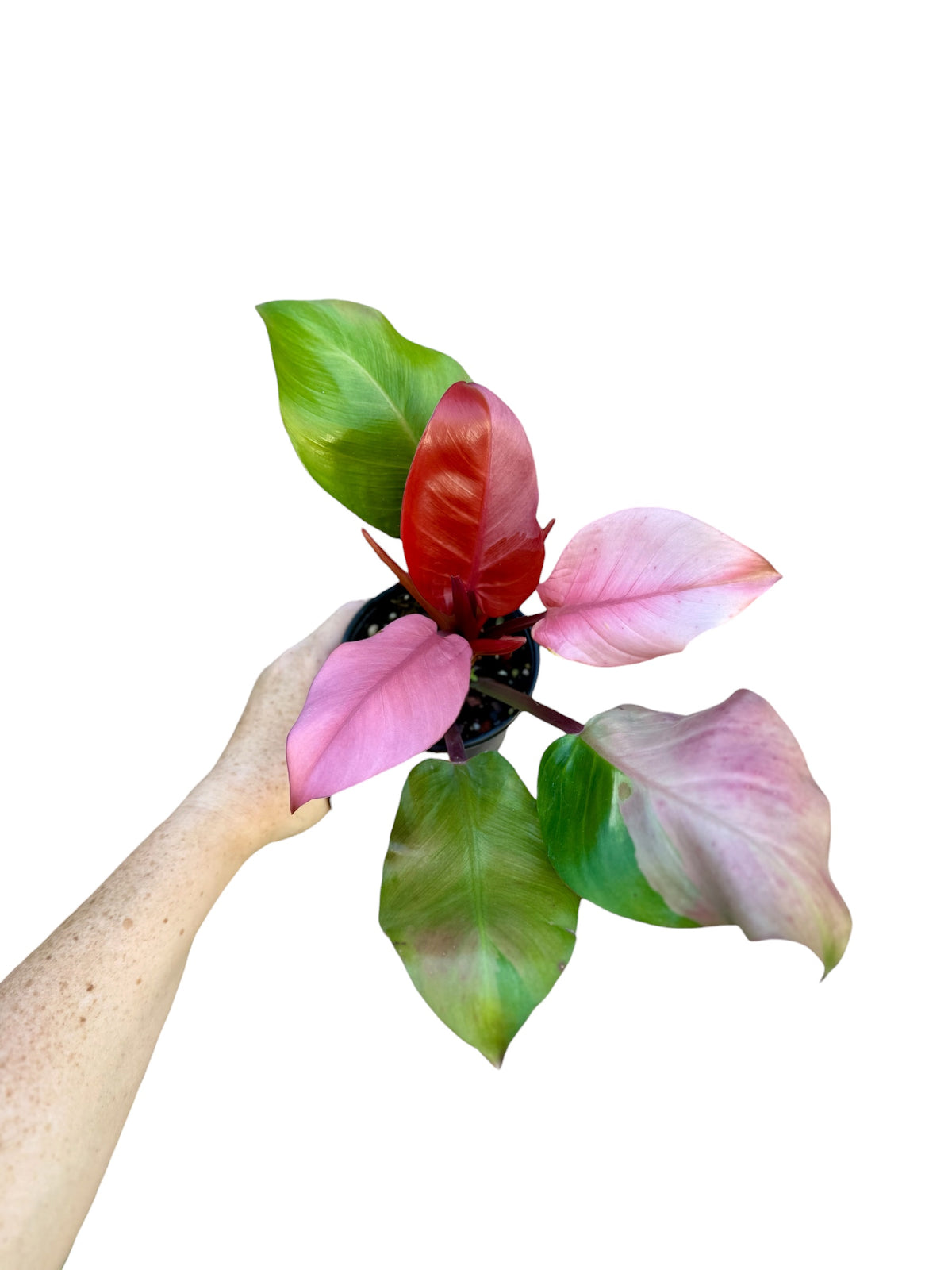 4” Philodendron Cherry Red Pink Mint