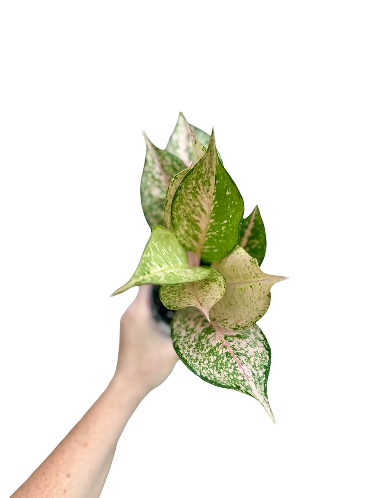 4” Aglaonema Orange Catherine
