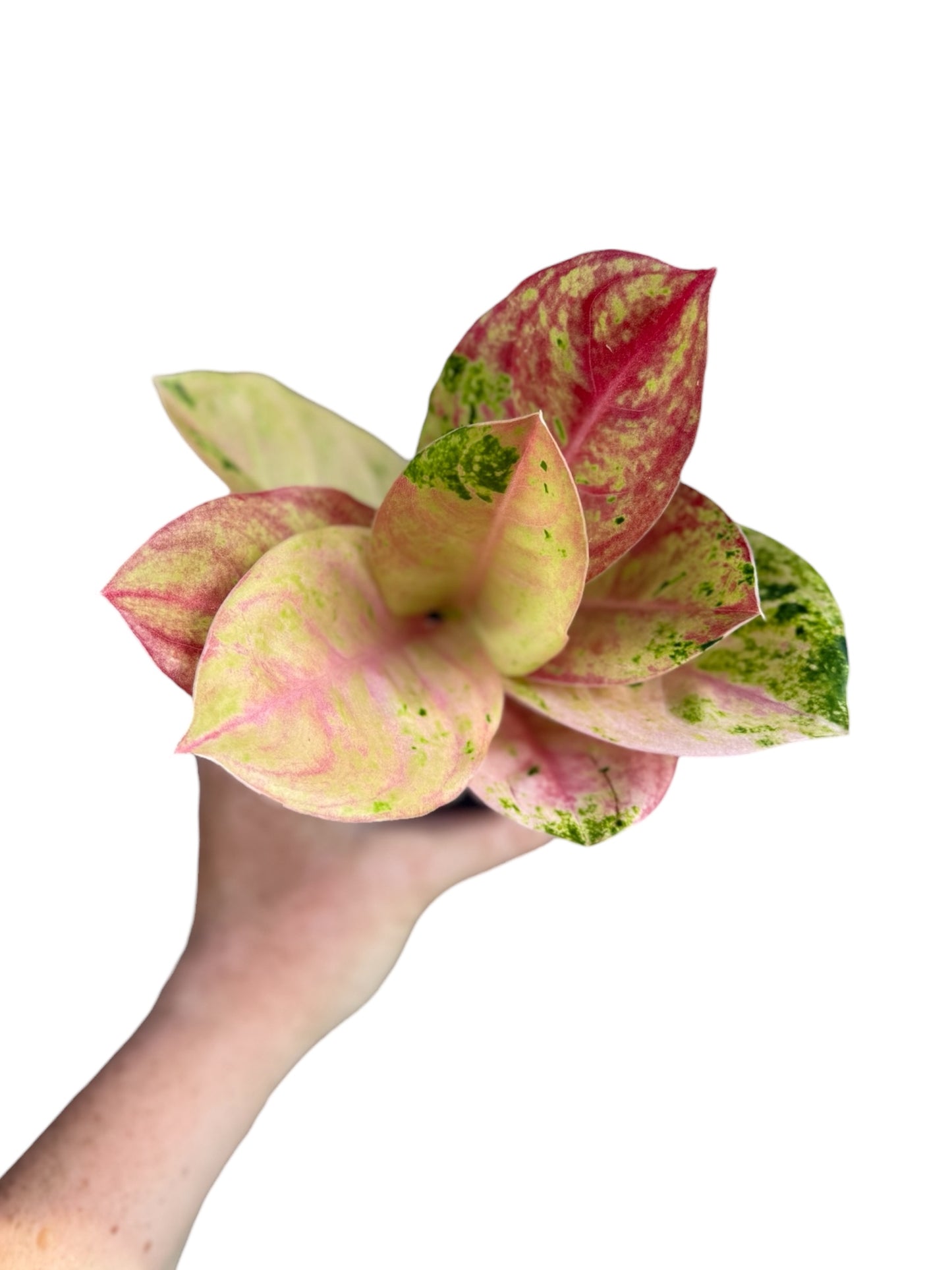 4” Aglaonema Pink Emerald