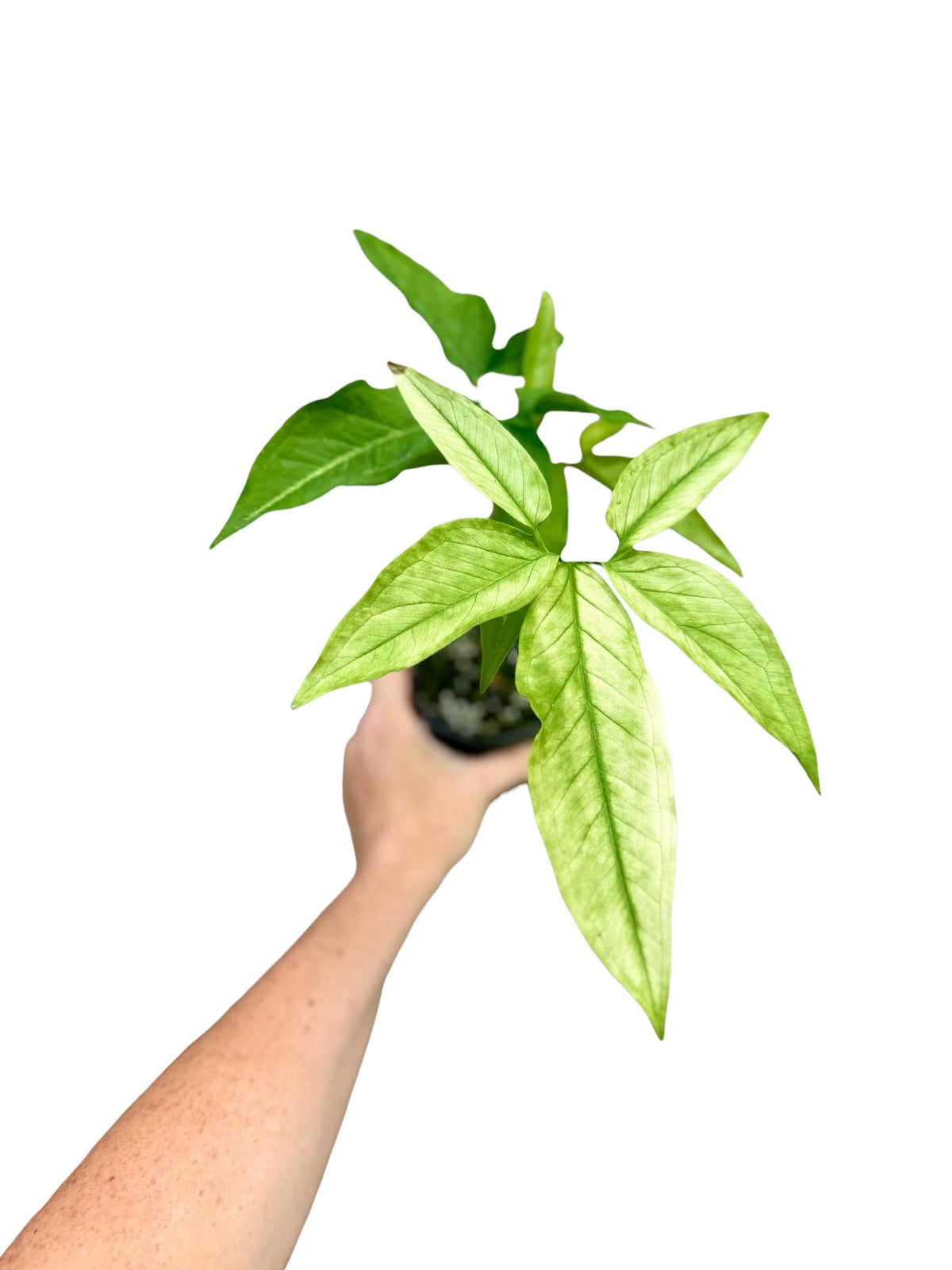 4” Syngonium Angustatum Aurea