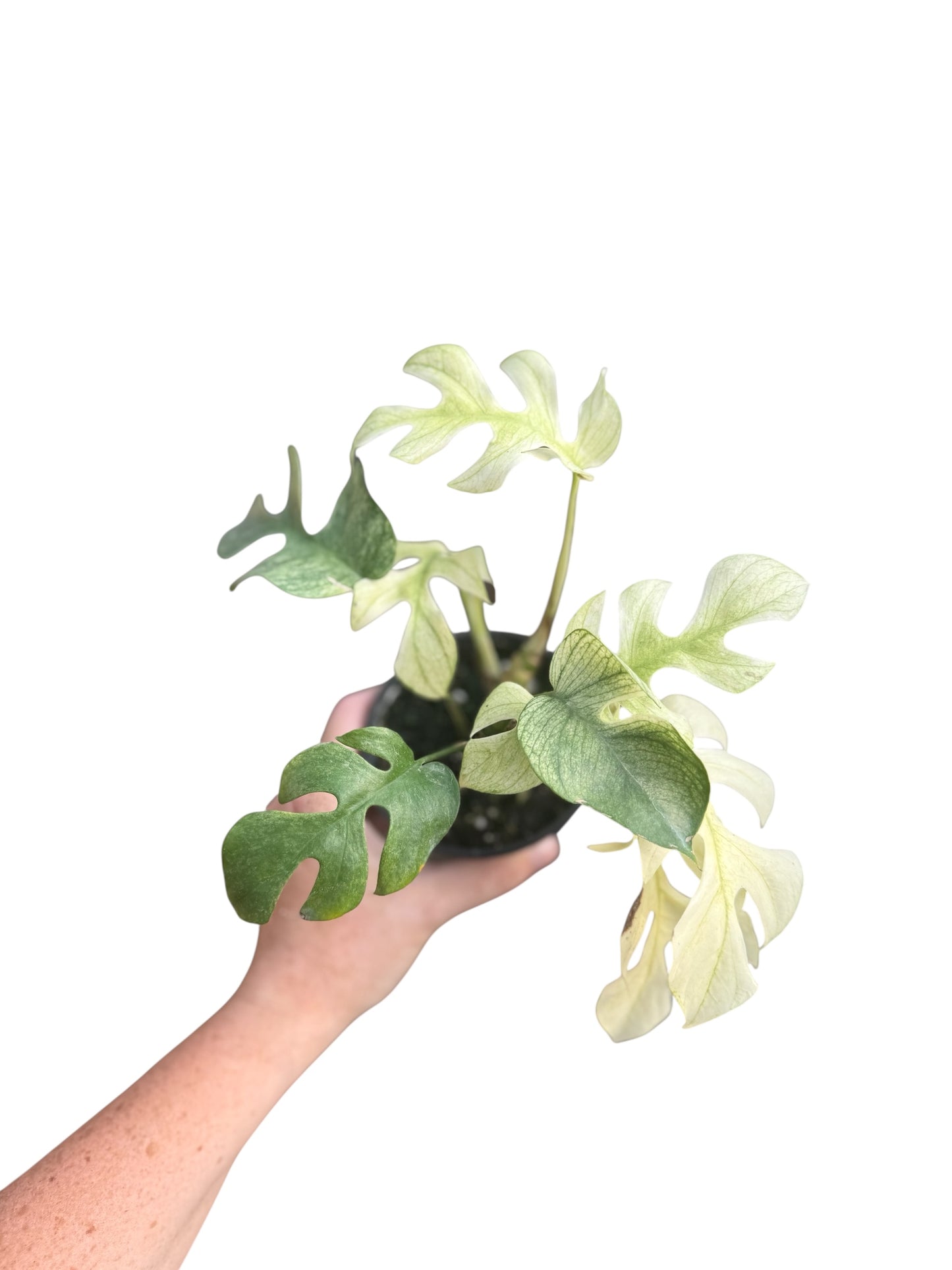 4” Rhaphidophora Tetrasperma Devil Monster