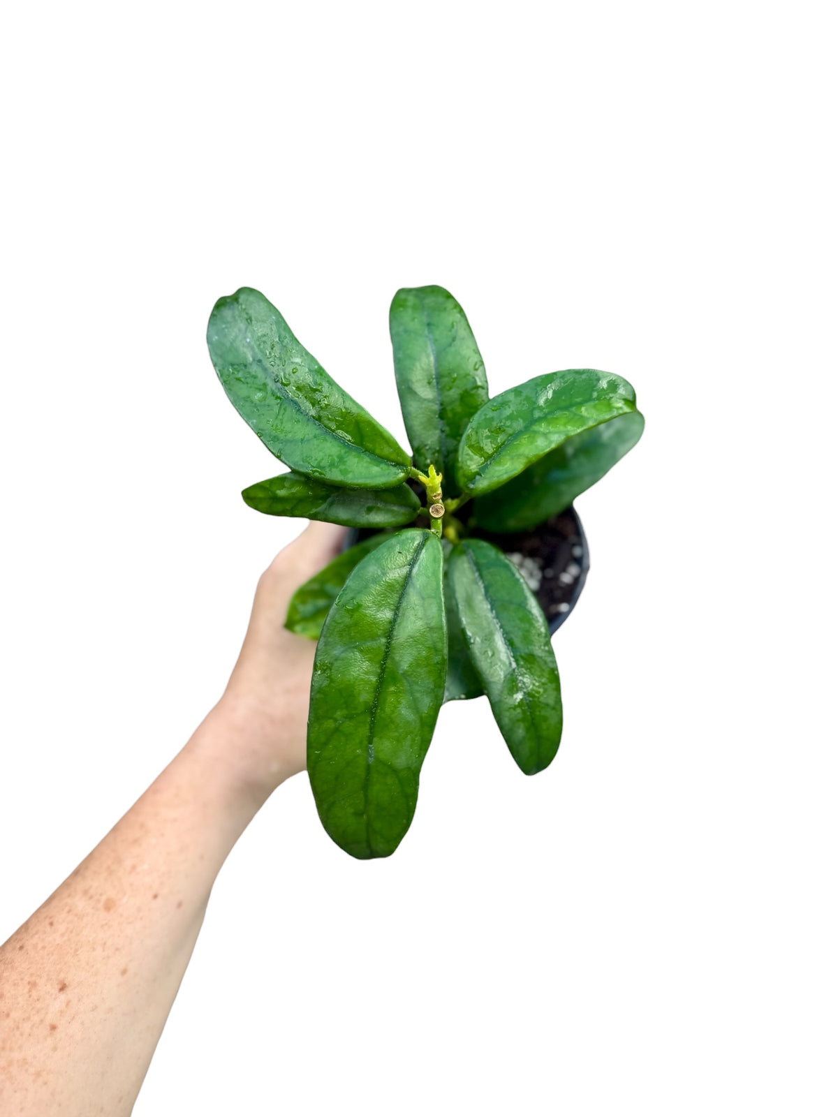 4” Hoya Villosa