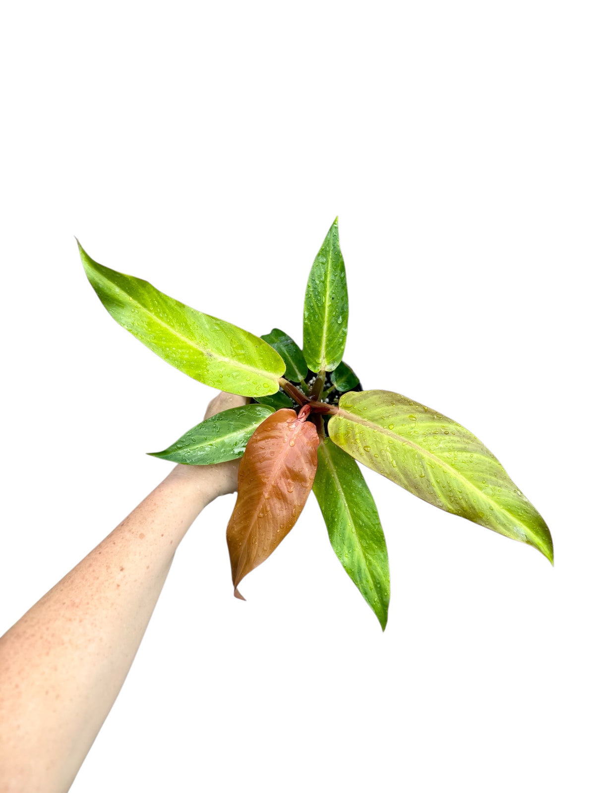 4” Philodendron Red Sun