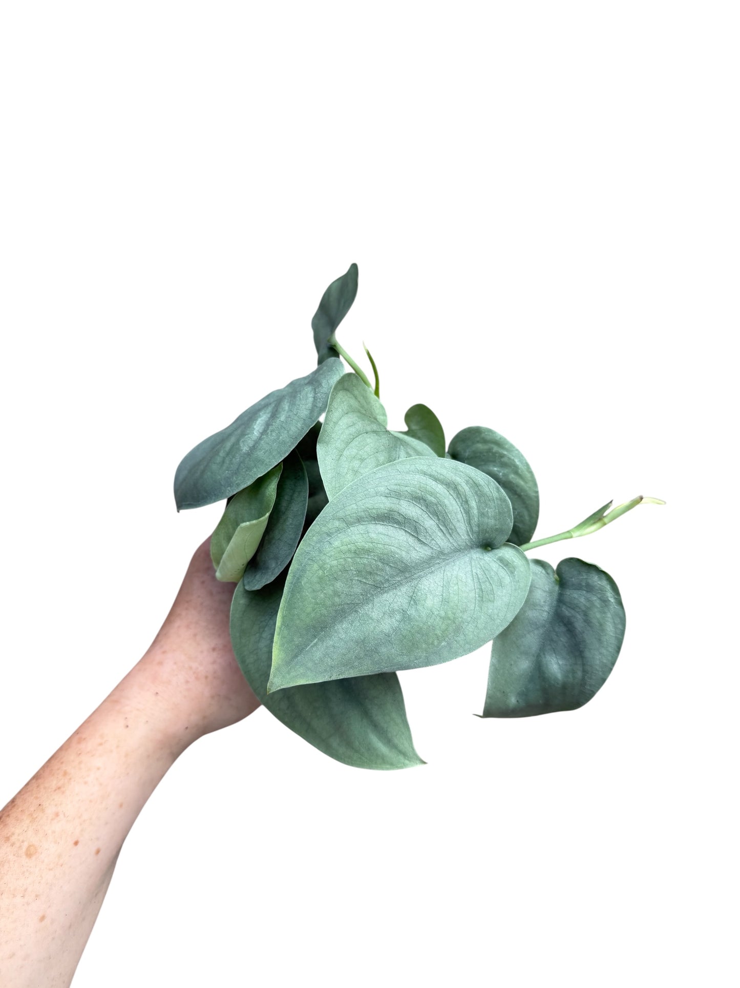 4” Scindapsus Pictus ‘Platinum’