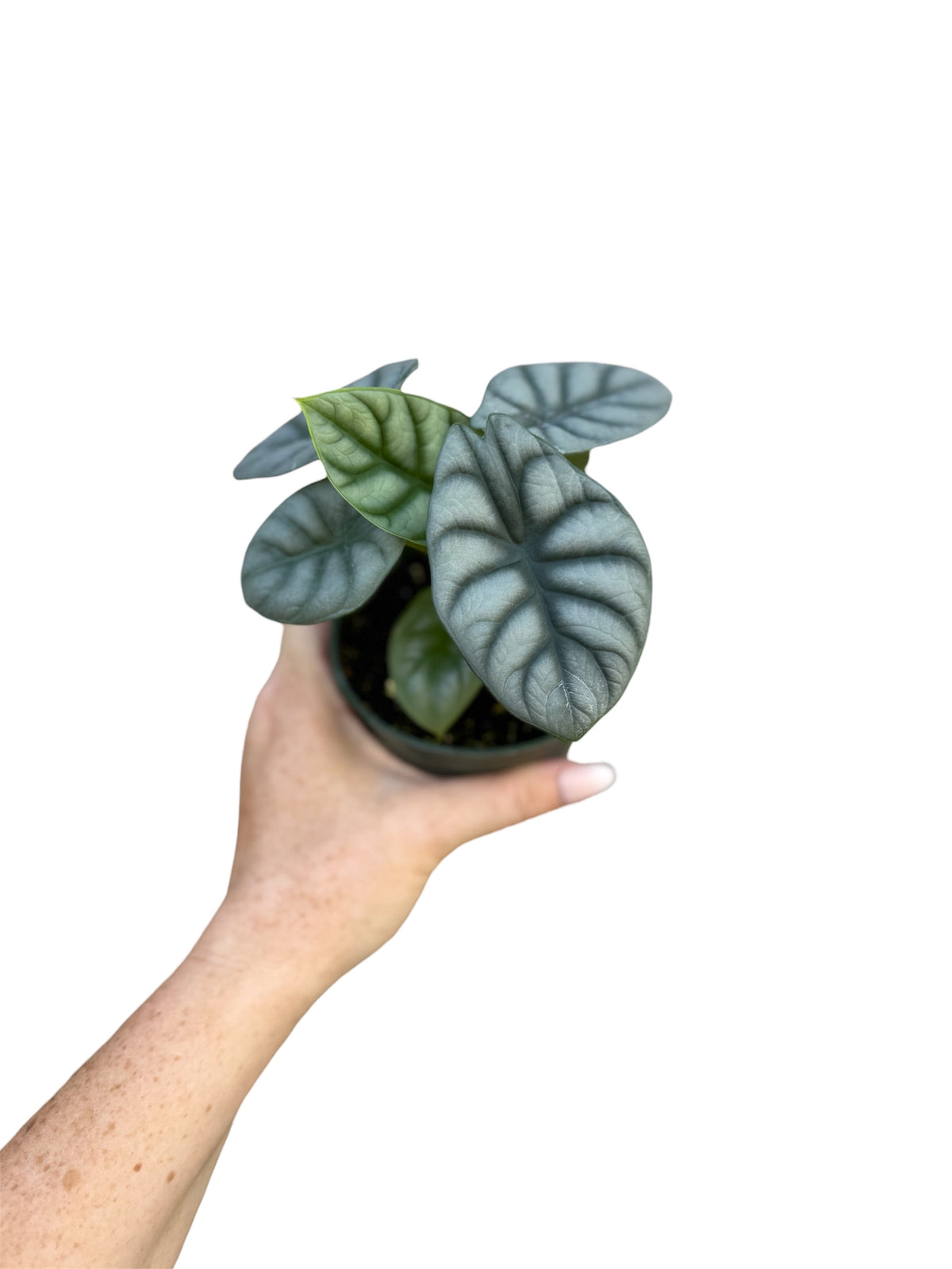 4” Alocasia Silver Dragon