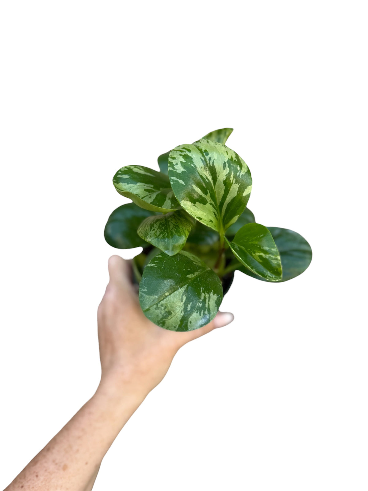 4” Peperomia Marble