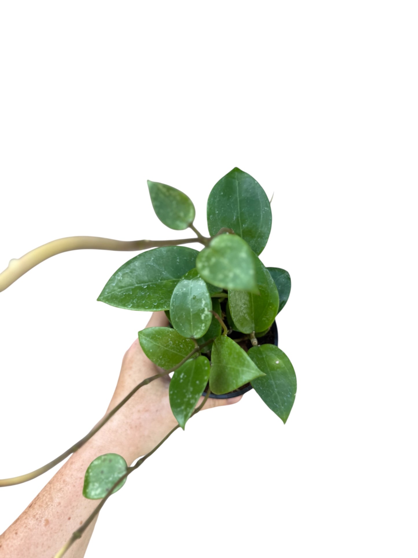 4” Hoya Parasitica