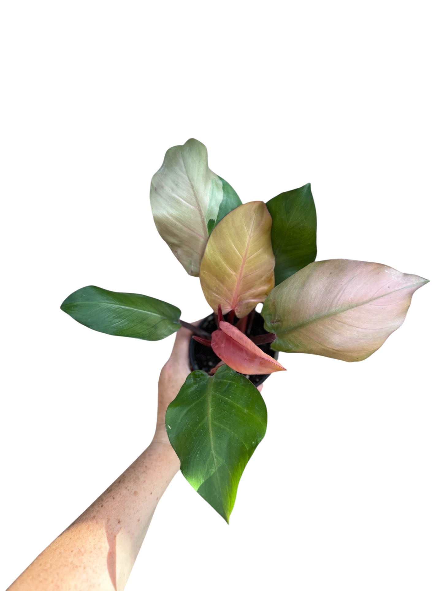 4” Philodendron Cherry Red Pink Mint