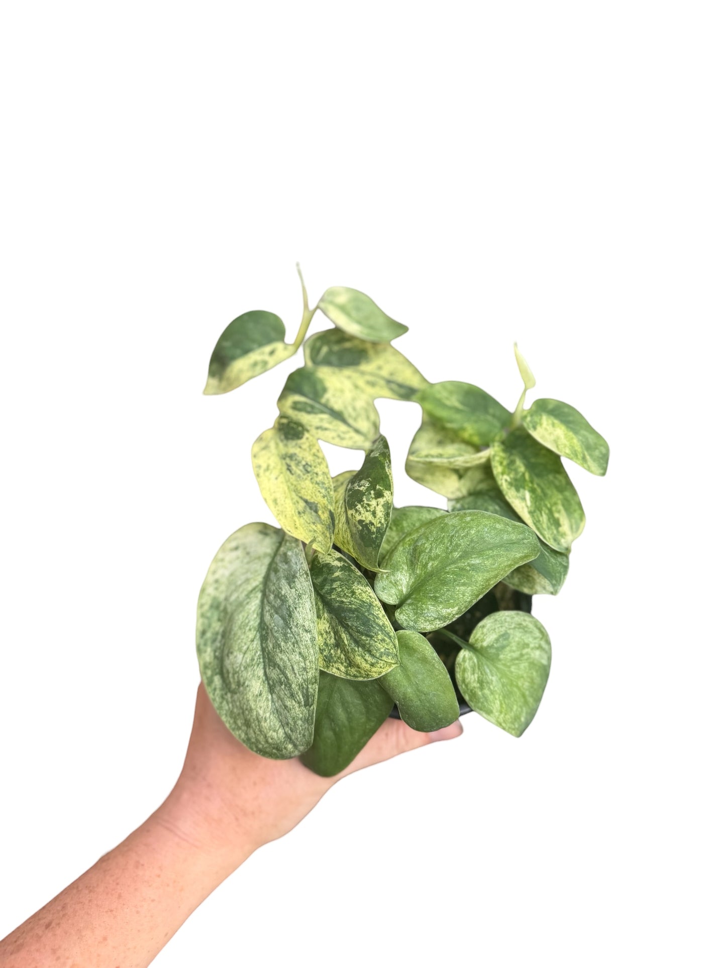 4” Scindapsus Peasun