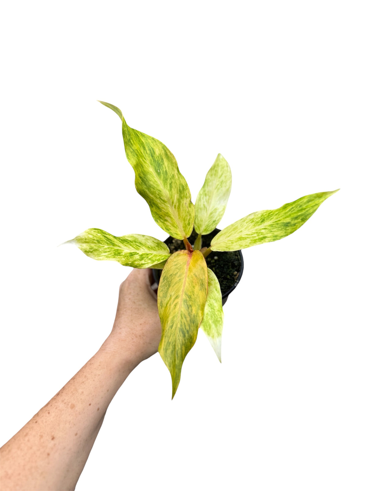 4” Philodendron Orange Marmalade