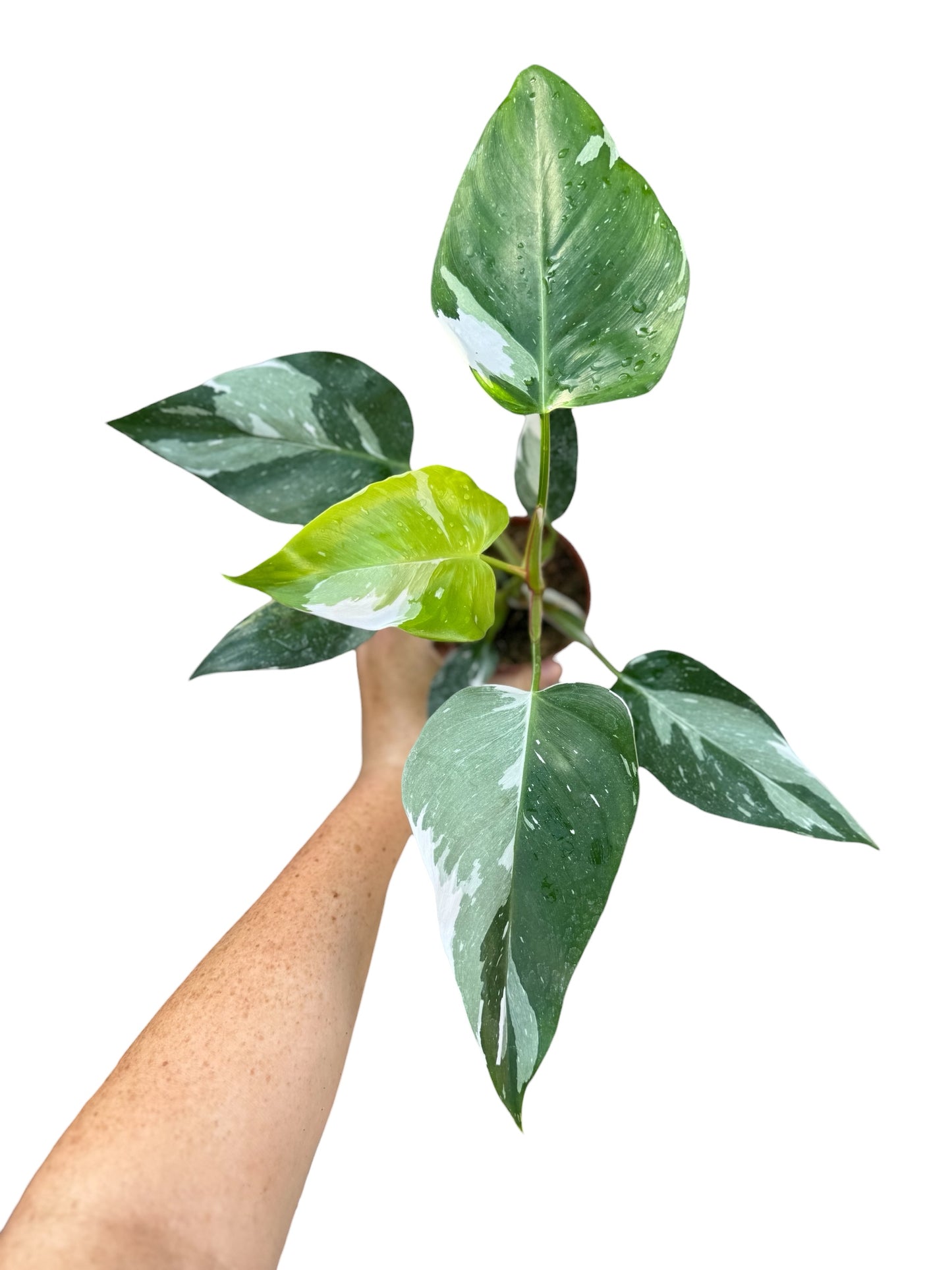 4” Philodendron White Princess